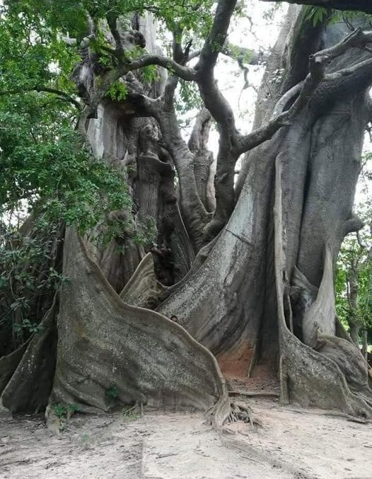Behold the 4000-Year-Old Olive Tree in Greece!