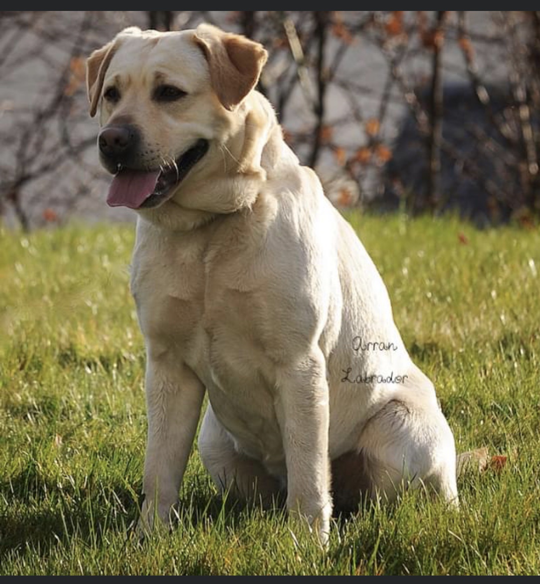 Meet Bogarie Arran Labrador, Also Known as 'Storm'