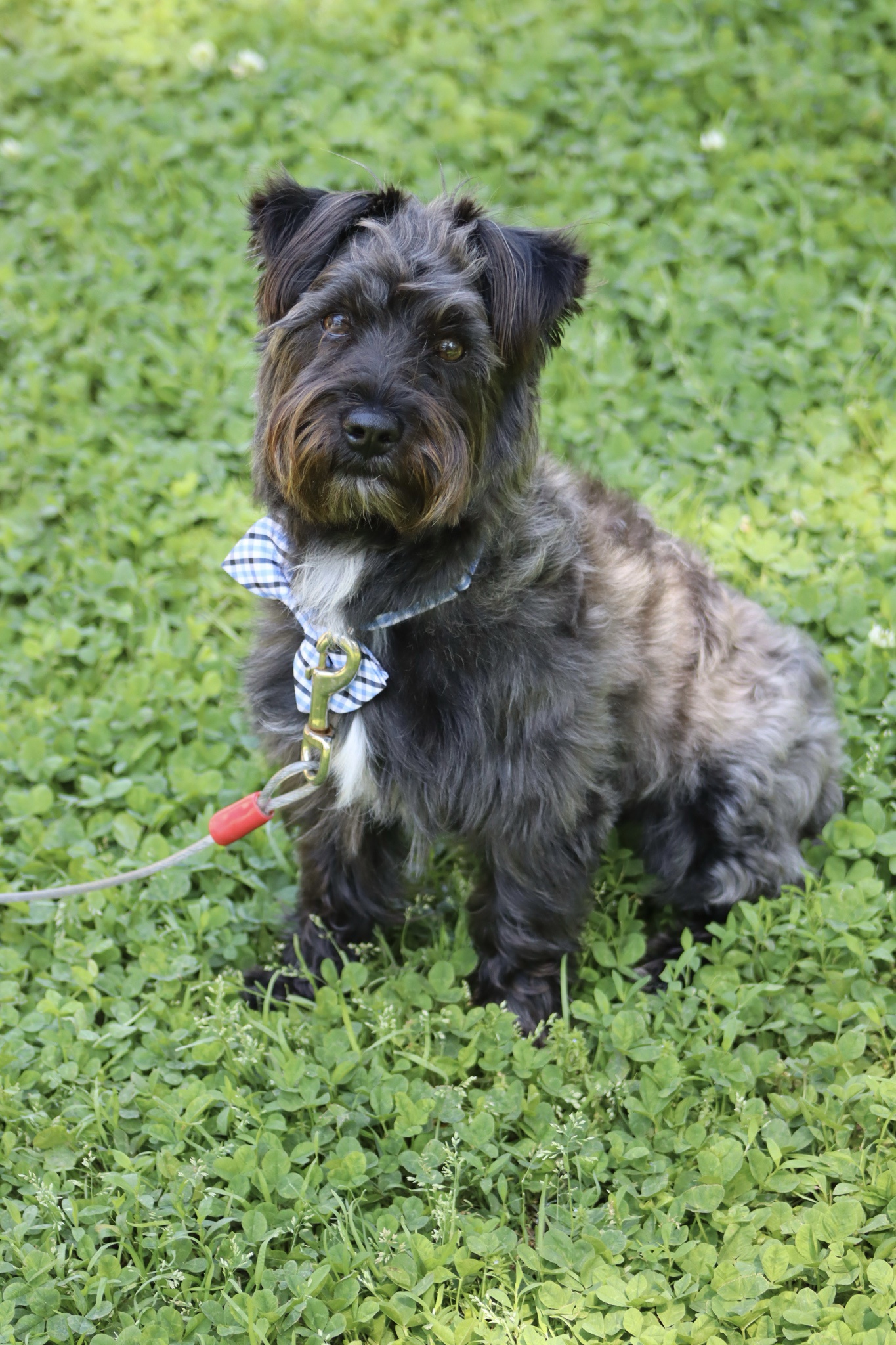 Meet Colby, my sister's adorable dog!