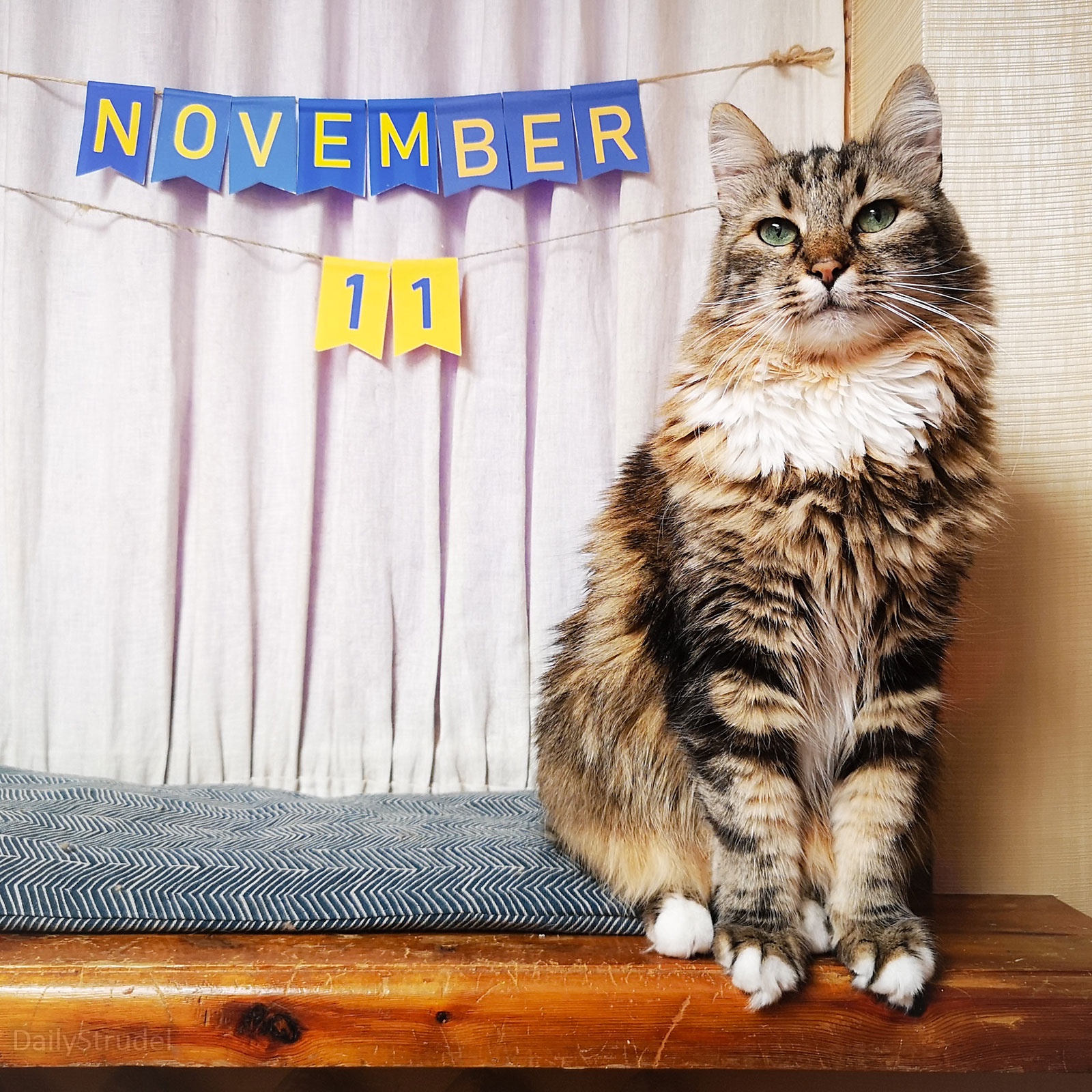 Mark Your Calendars: It's November 11!