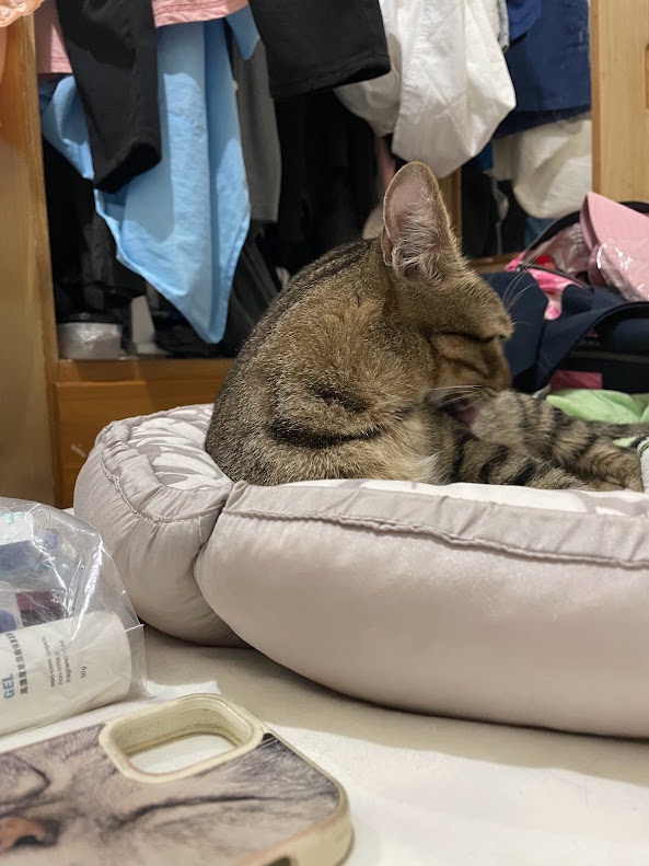 The Adorable Feline