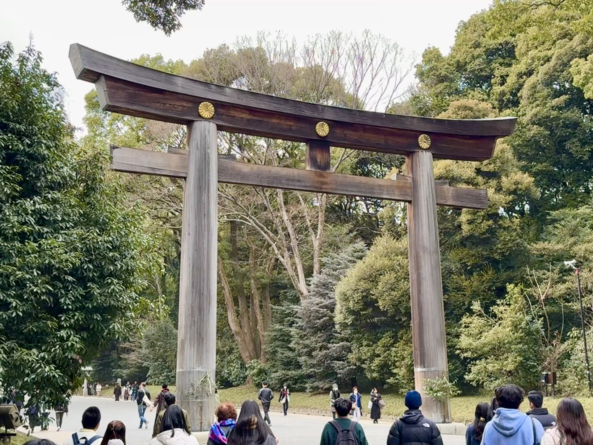 Exploring the serene Meiji Jingu Shrine in Tokyo.