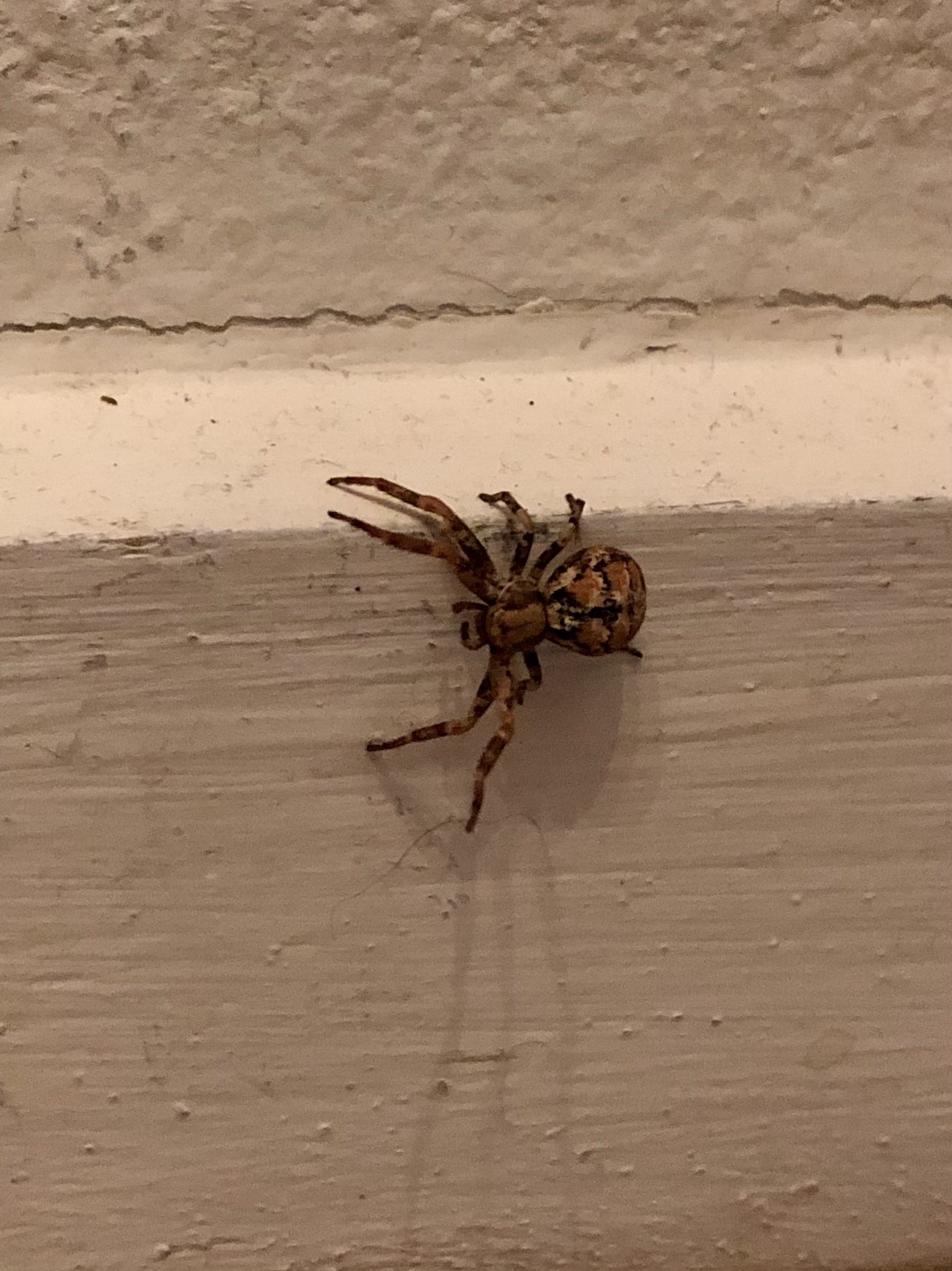 Meet the crafty crab spider!