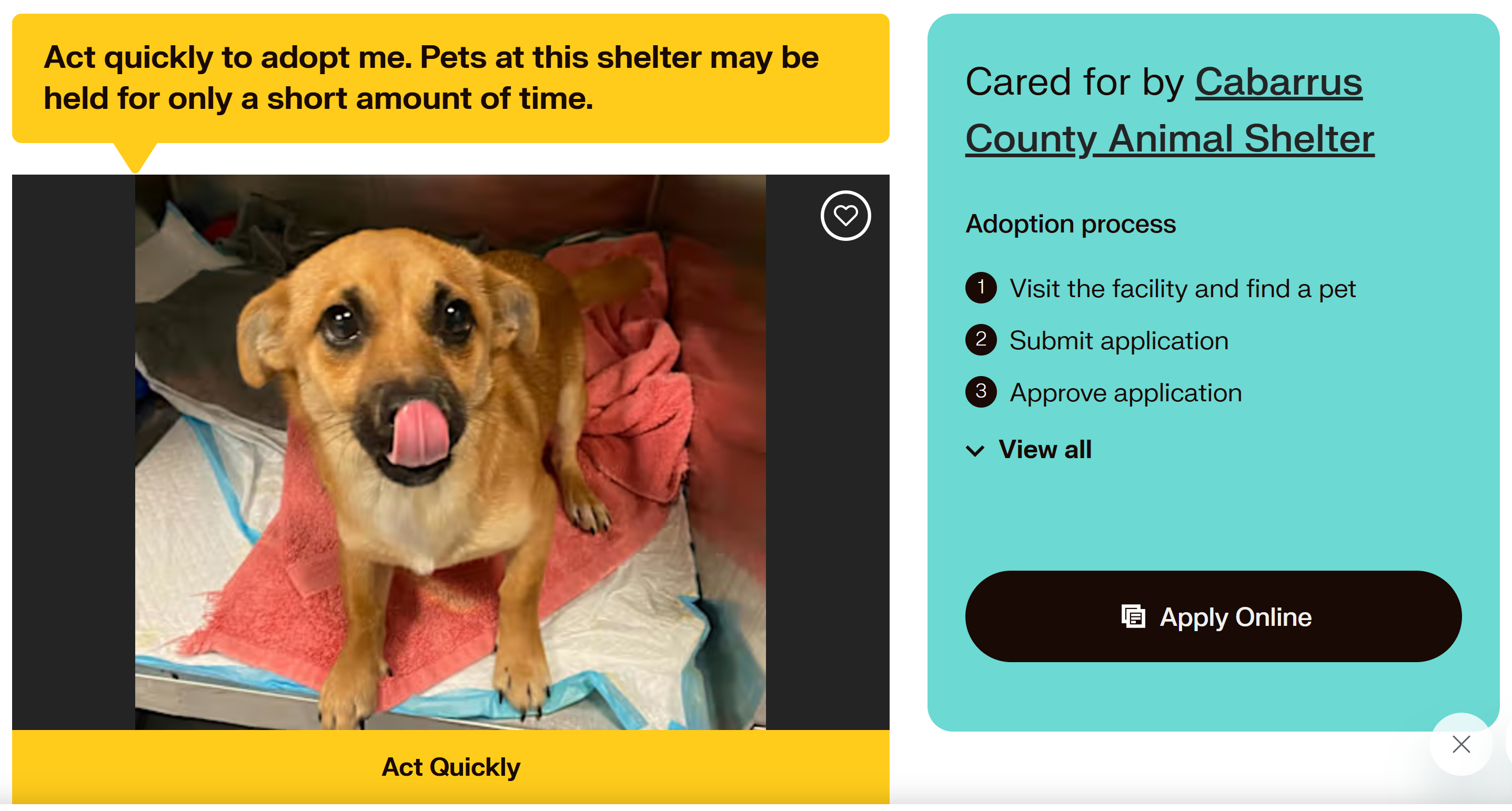 Maya is looking for a loving home in Cabarrus, NC!