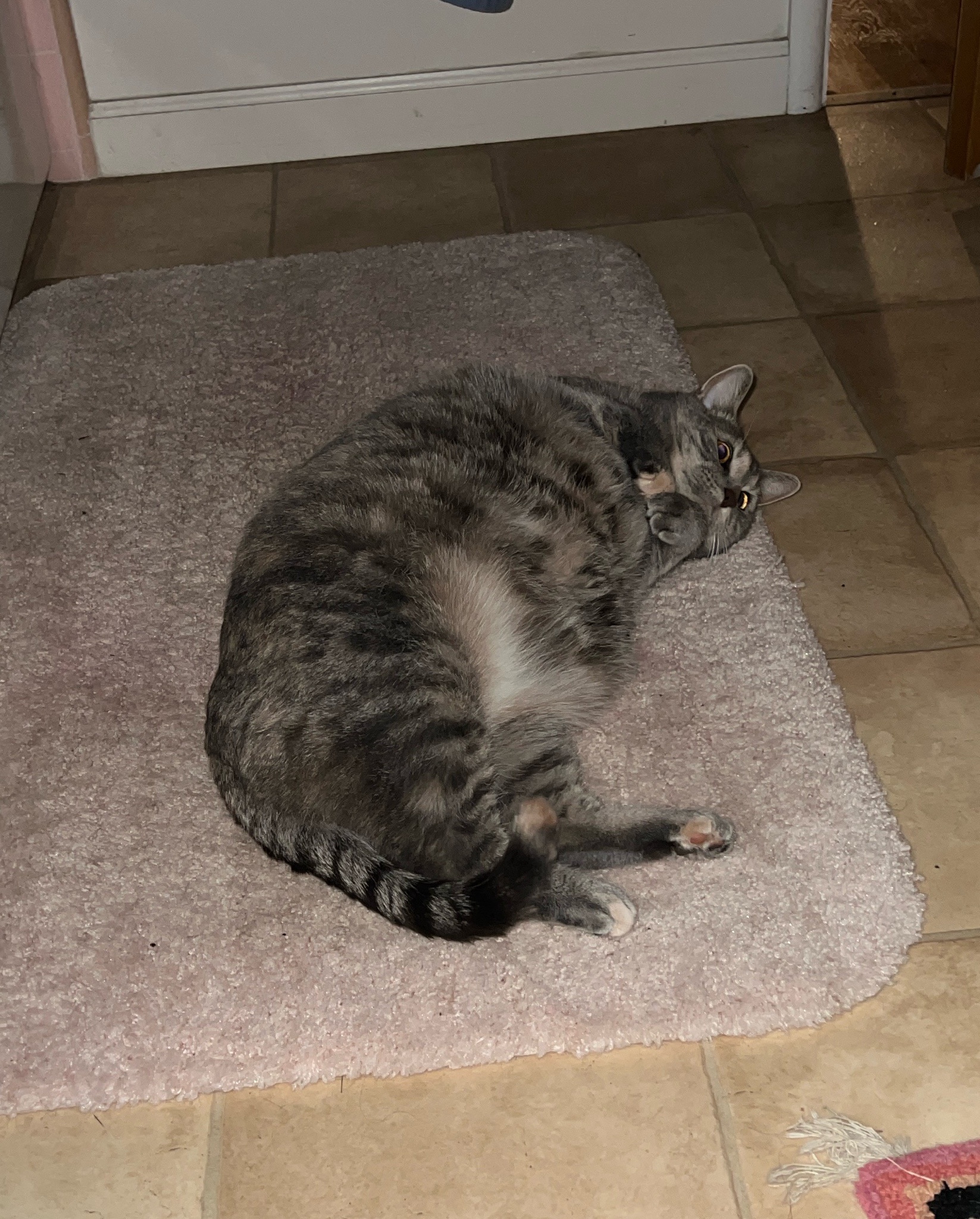 A Daily Dose of Cat Cuteness to Brighten Your Day