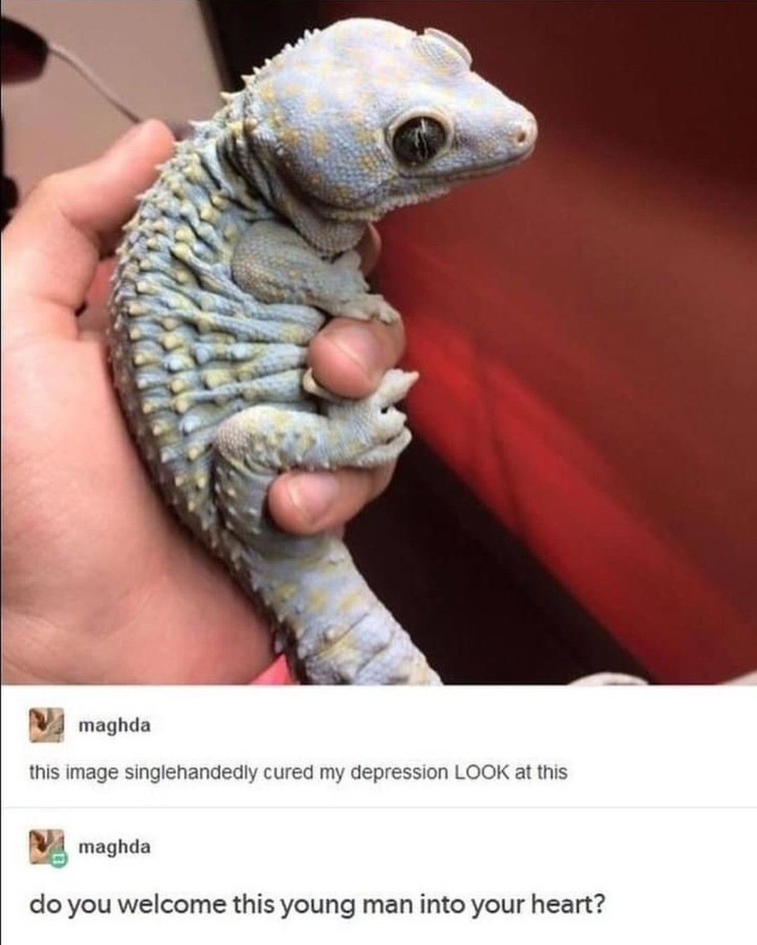 The Magical Lizard That Cures Depression