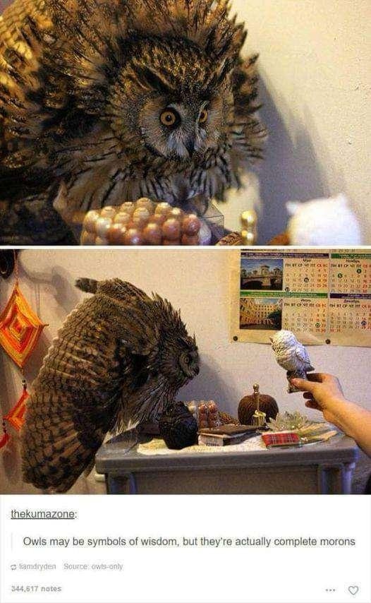 When Owls Become Superstars: The Superb Owls Phenomenon