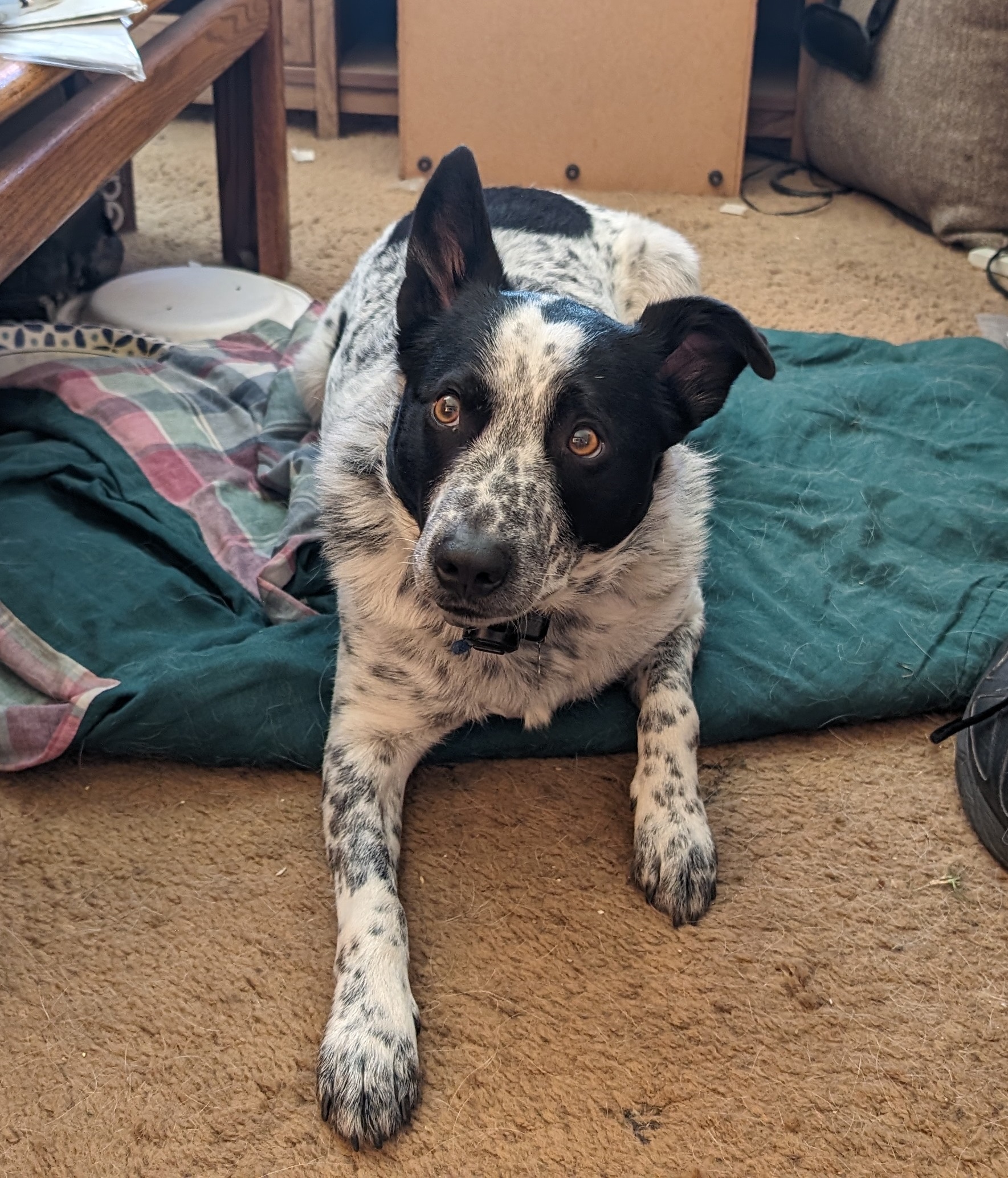 Here’s Another Adorable Picture of Bandit!