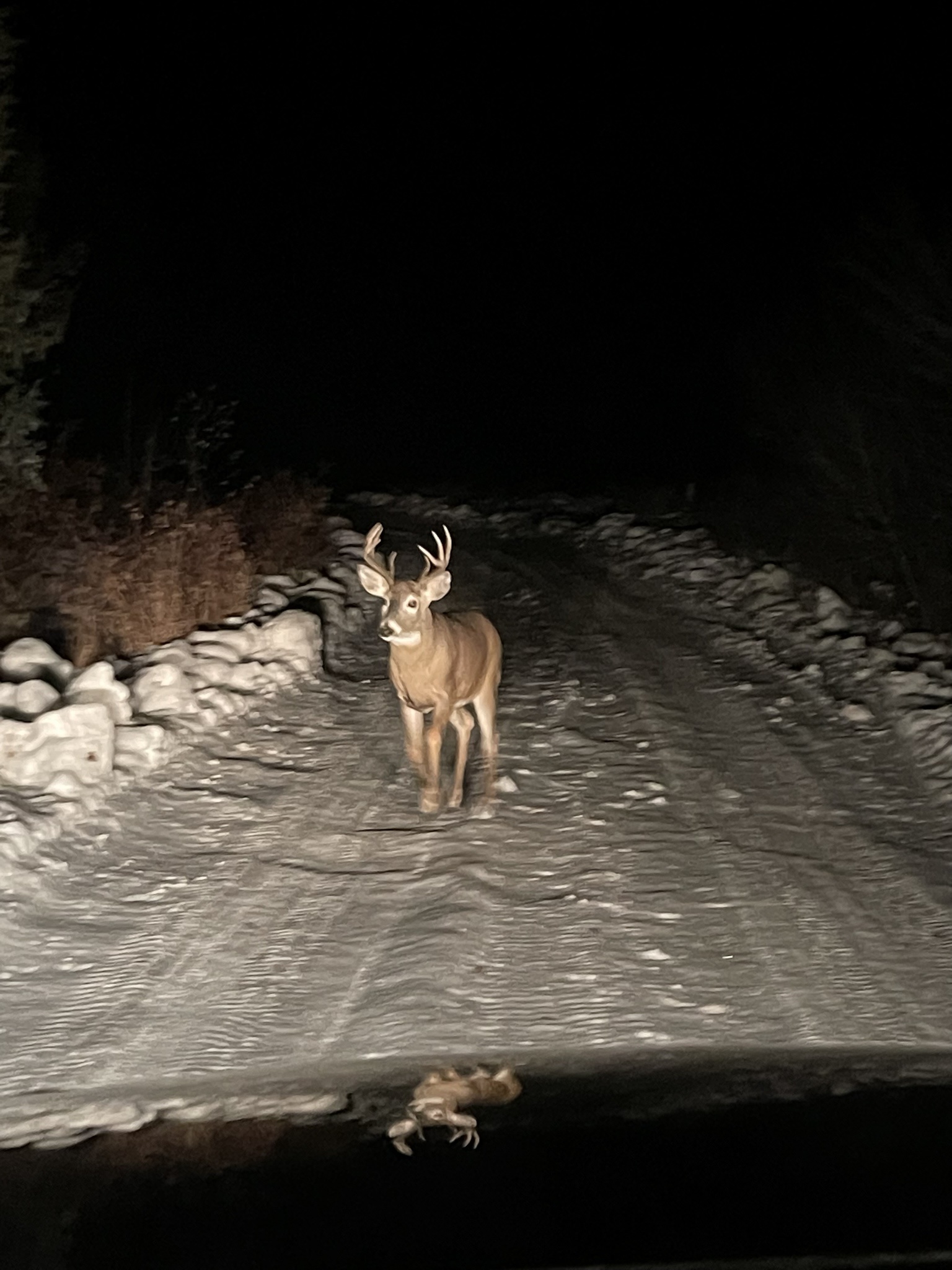 Surprise Visitor: An Unexpected Buck in the Driveway!