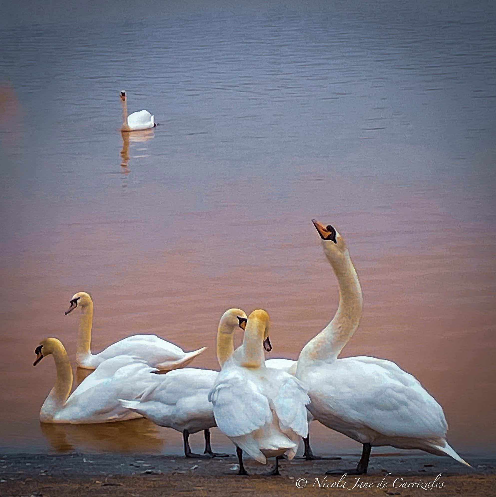 Elegant Swans in Their Natural Habitat