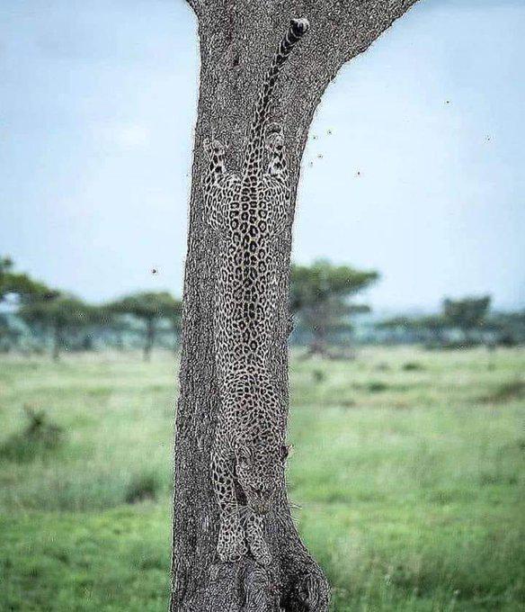 Check Out This Amazing Camouflage!