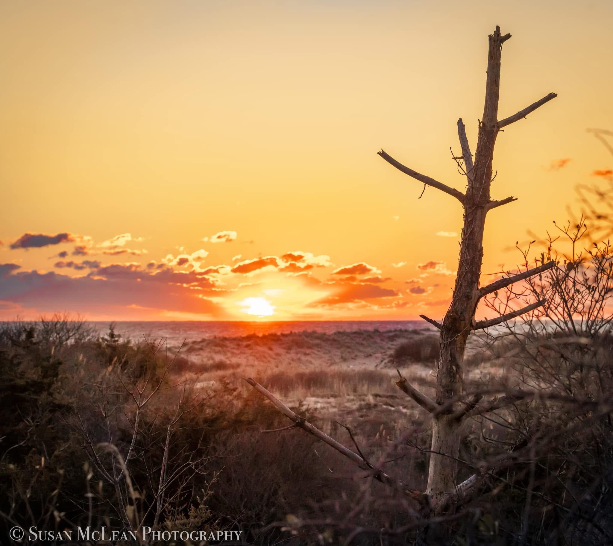 Exploring Cape Henlopen State Park