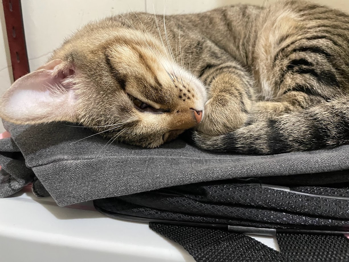 Cuteness Overload: Another Cat to Brighten Your Day