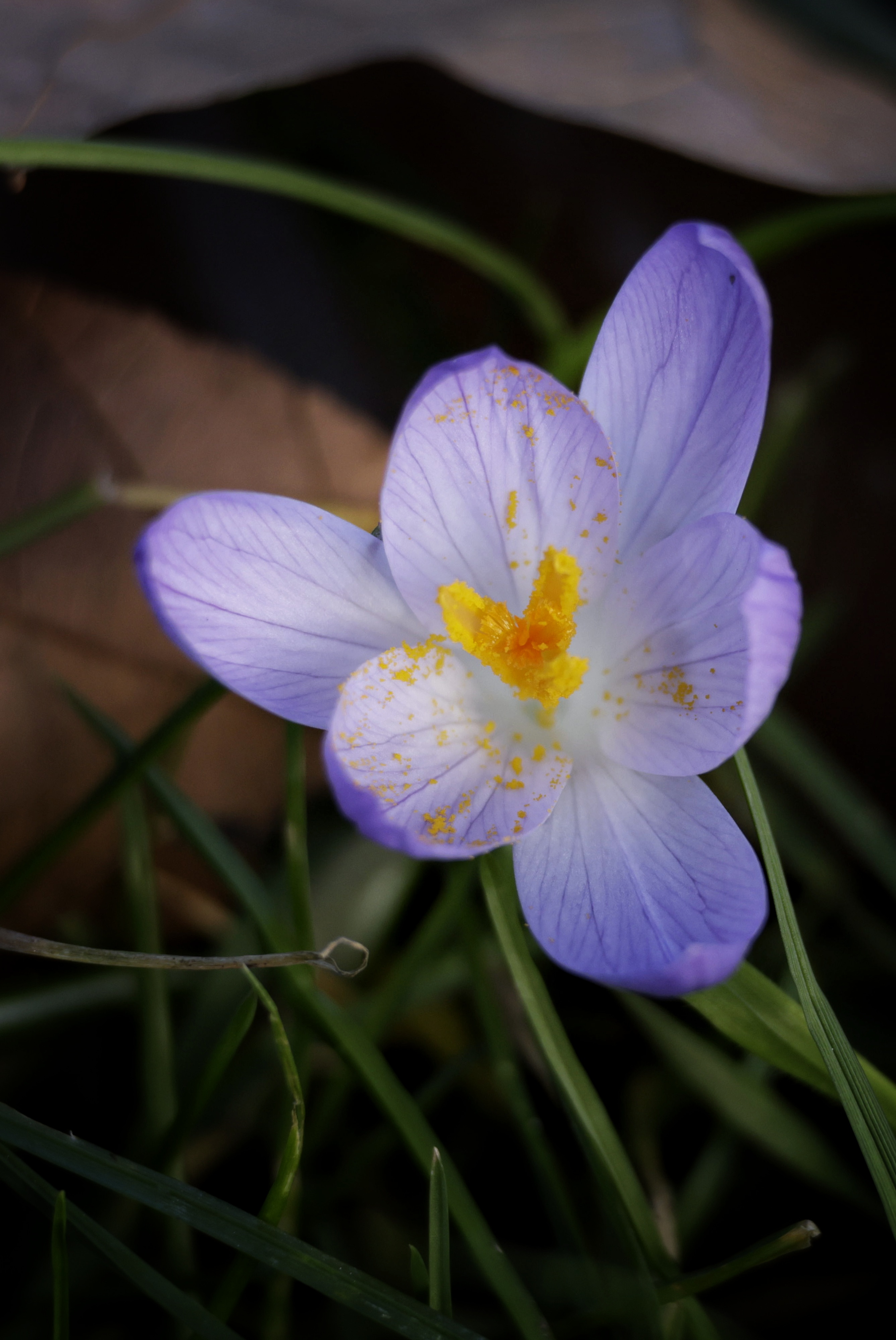 Nature's Daily Delight #69: Beautiful Crocuses Welcoming February