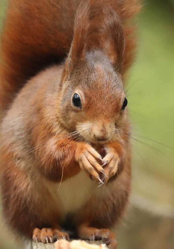 The Red Squirrel: A Cute and Curious Critter