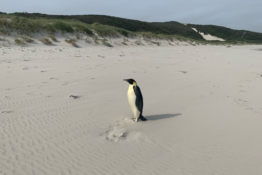 GUS, the Emperor Penguin, making his way home!