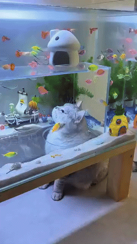 Welcome to the Catquarium: A Feline Wonderland