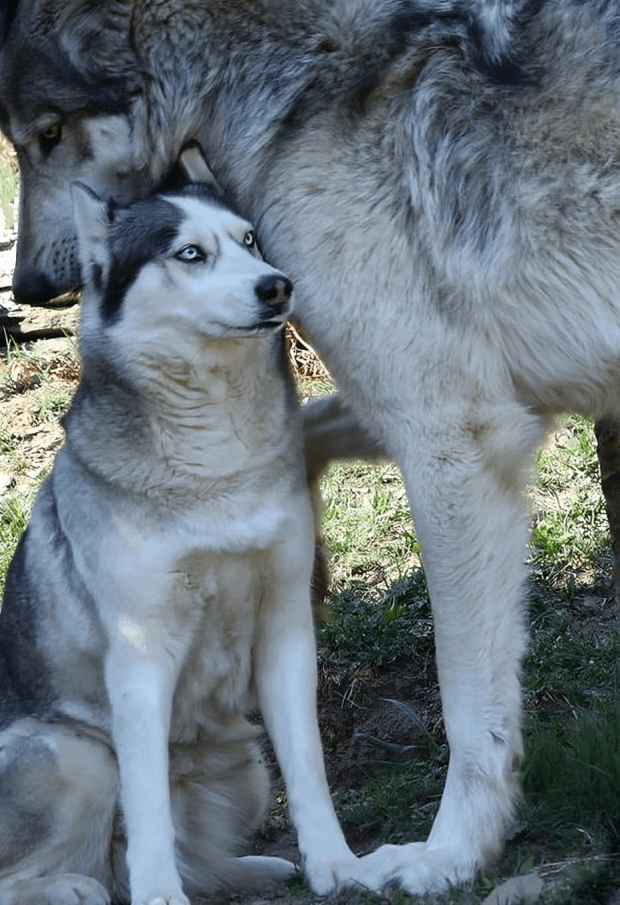 The Epic Showdown: Big Wolf Takes on Husky