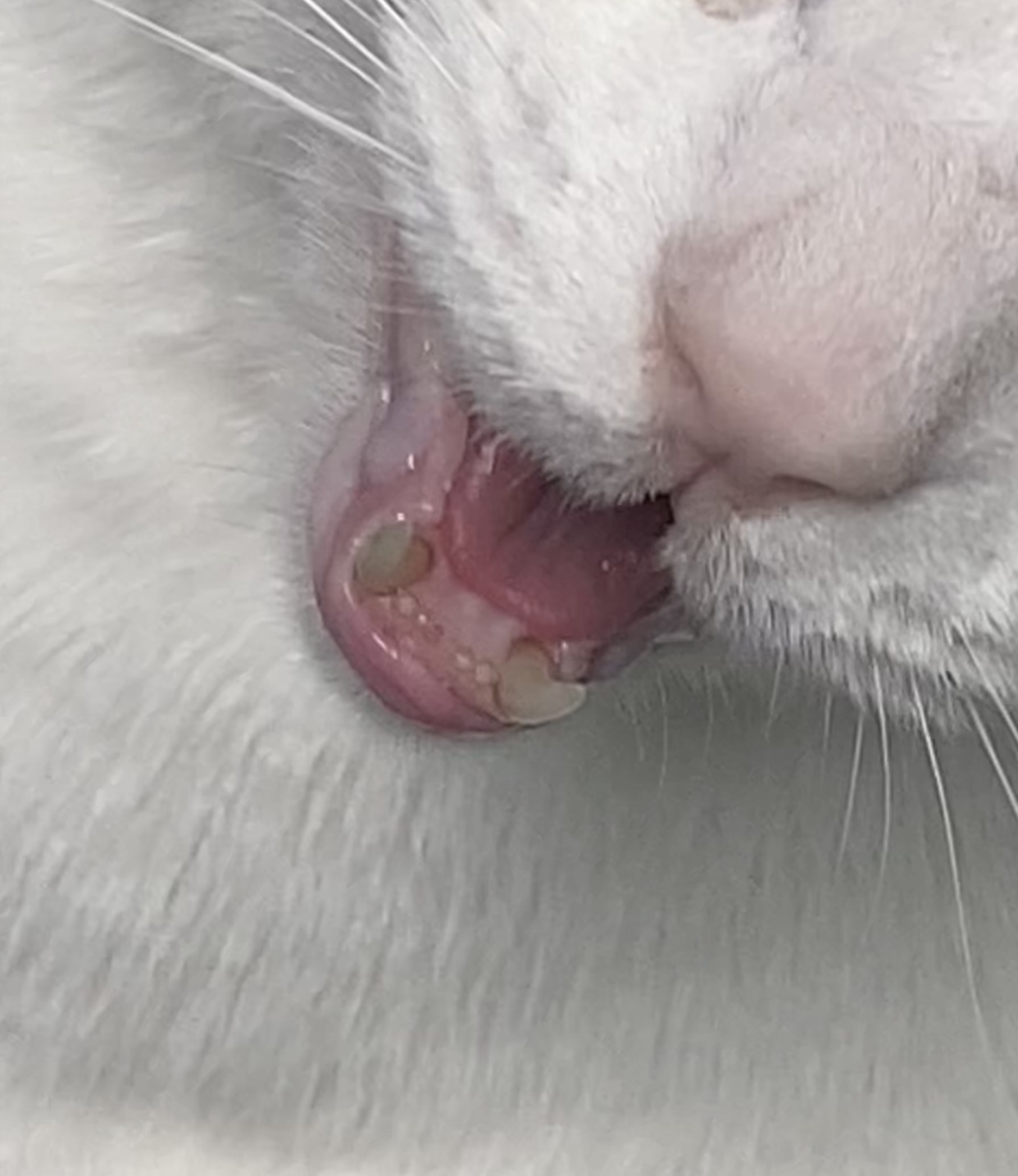 Are His Gums Pale? Seeking Advice from r/askvet