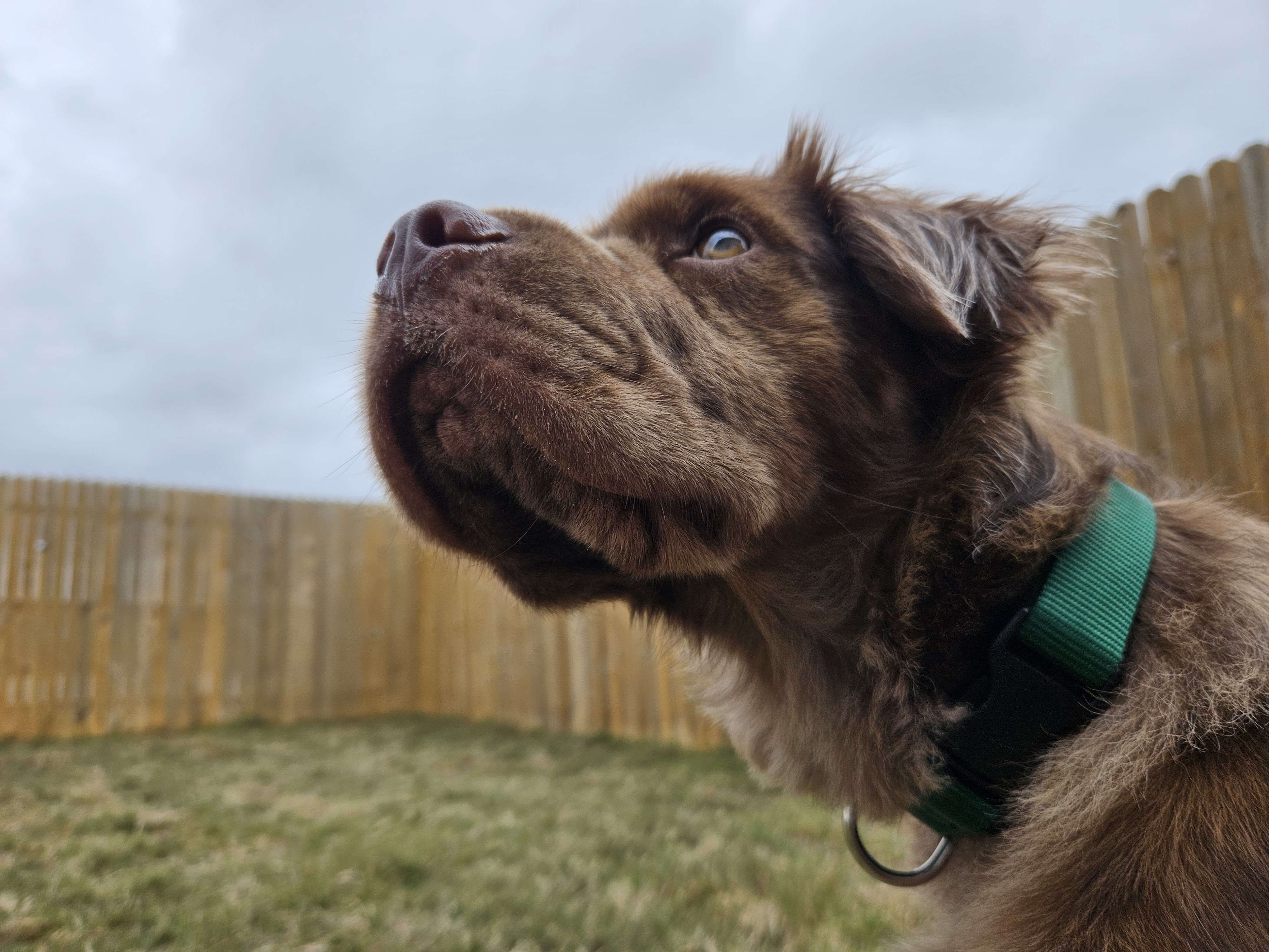 Just a Snapshot of My Boy Bear, Every Once in a While