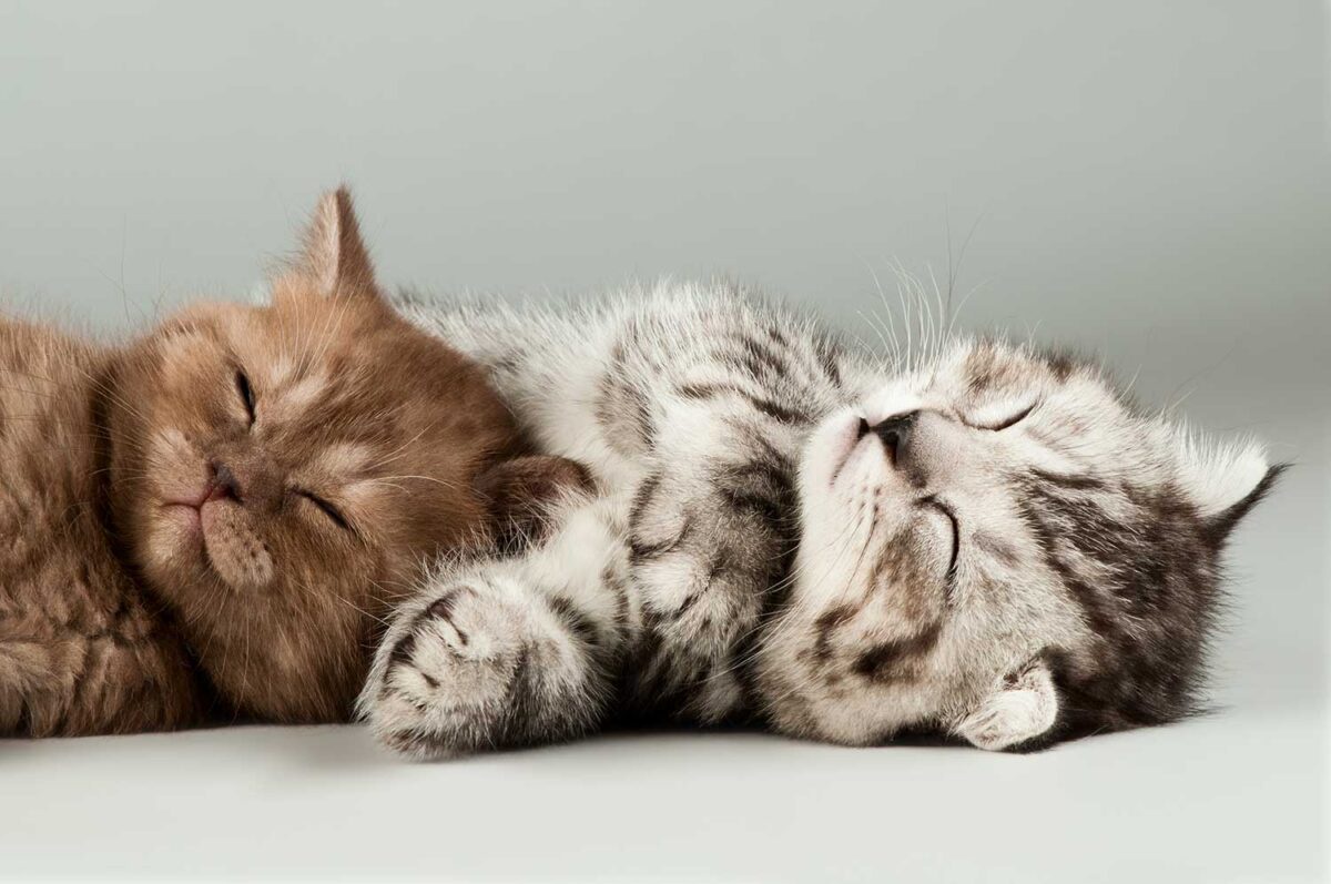 Celebrating Caturday: Feline Fun Awaits!