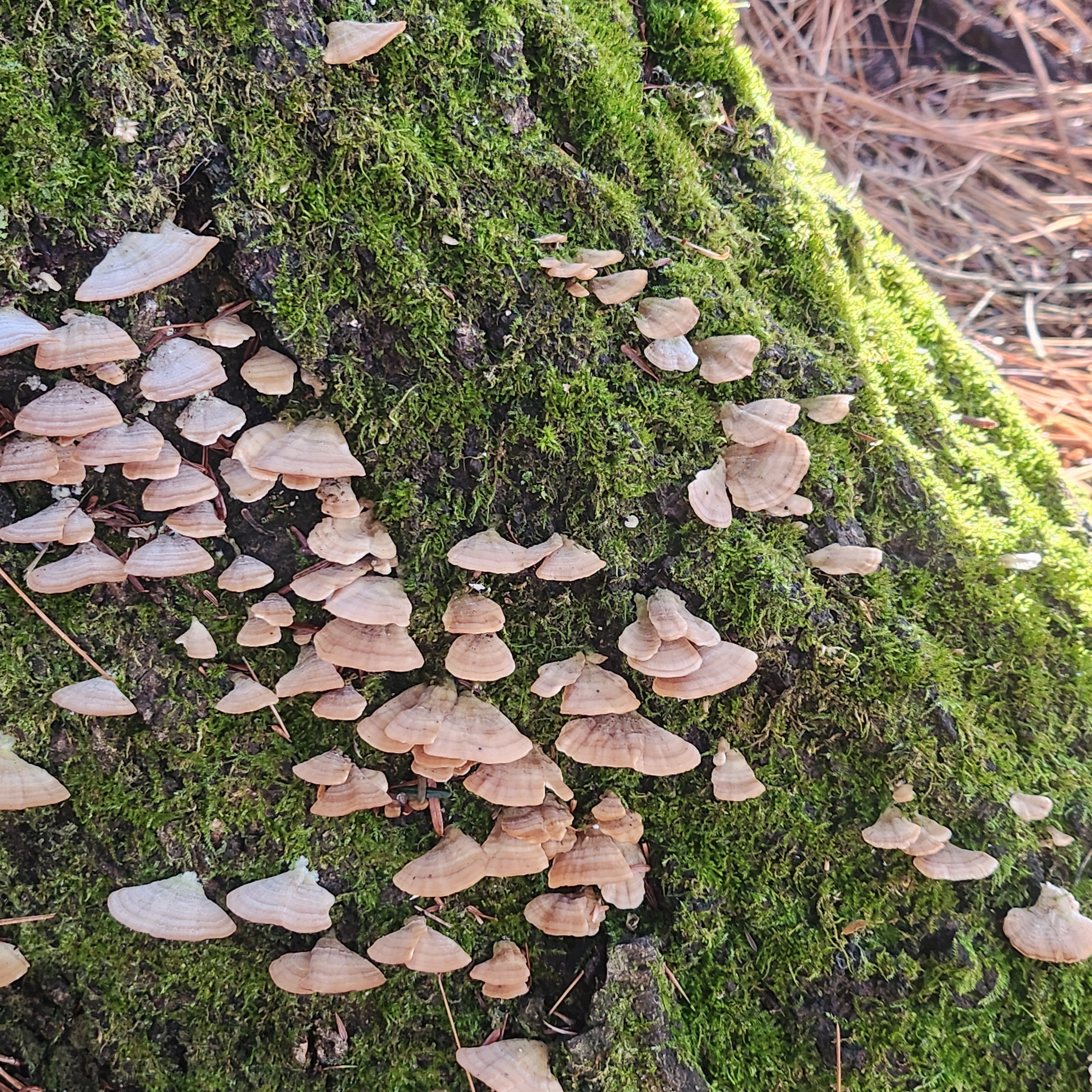 Recent adventures in the woods with friends, plus a Happy New Year!