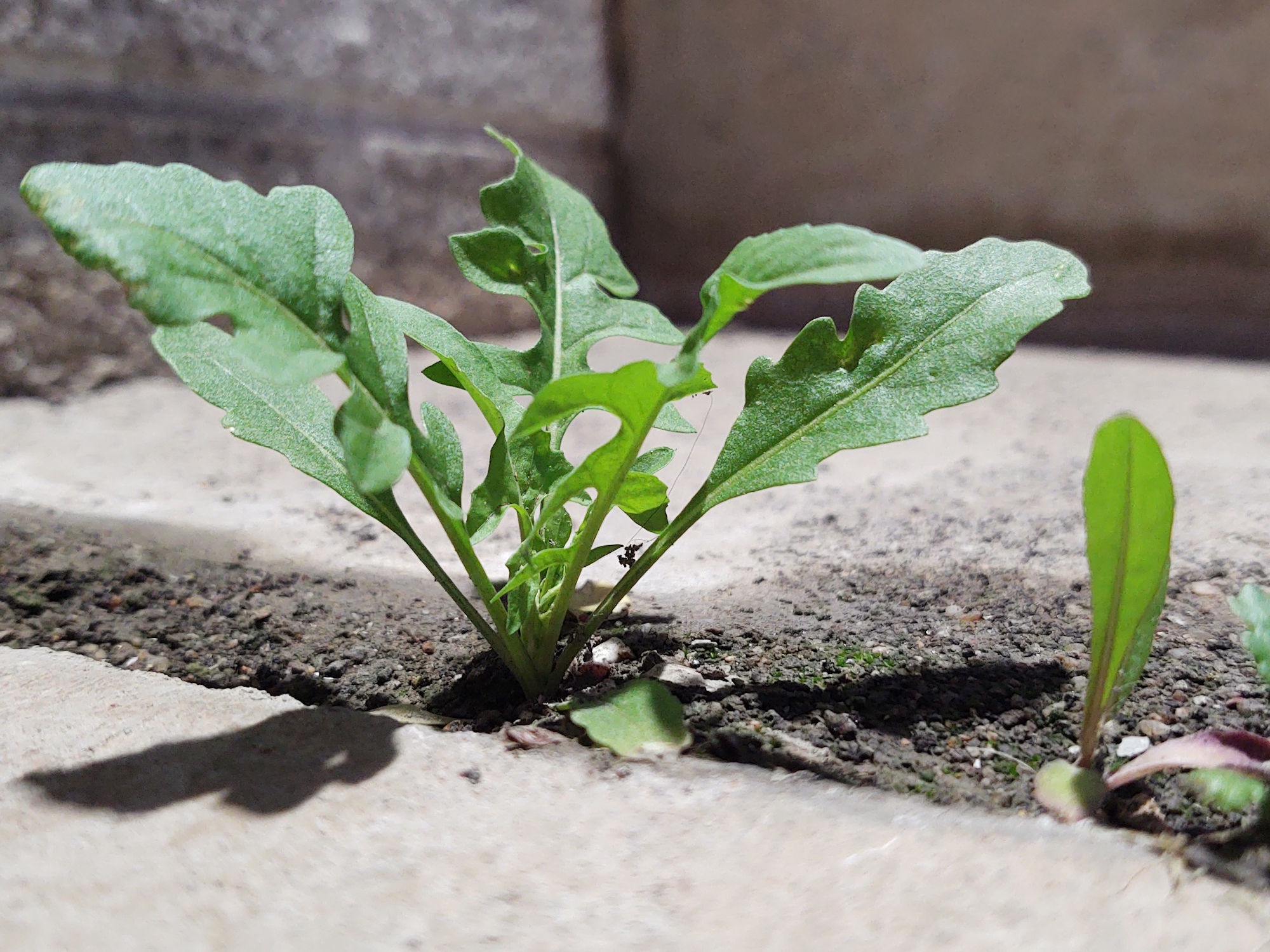 The Unwanted Guests: Weeds