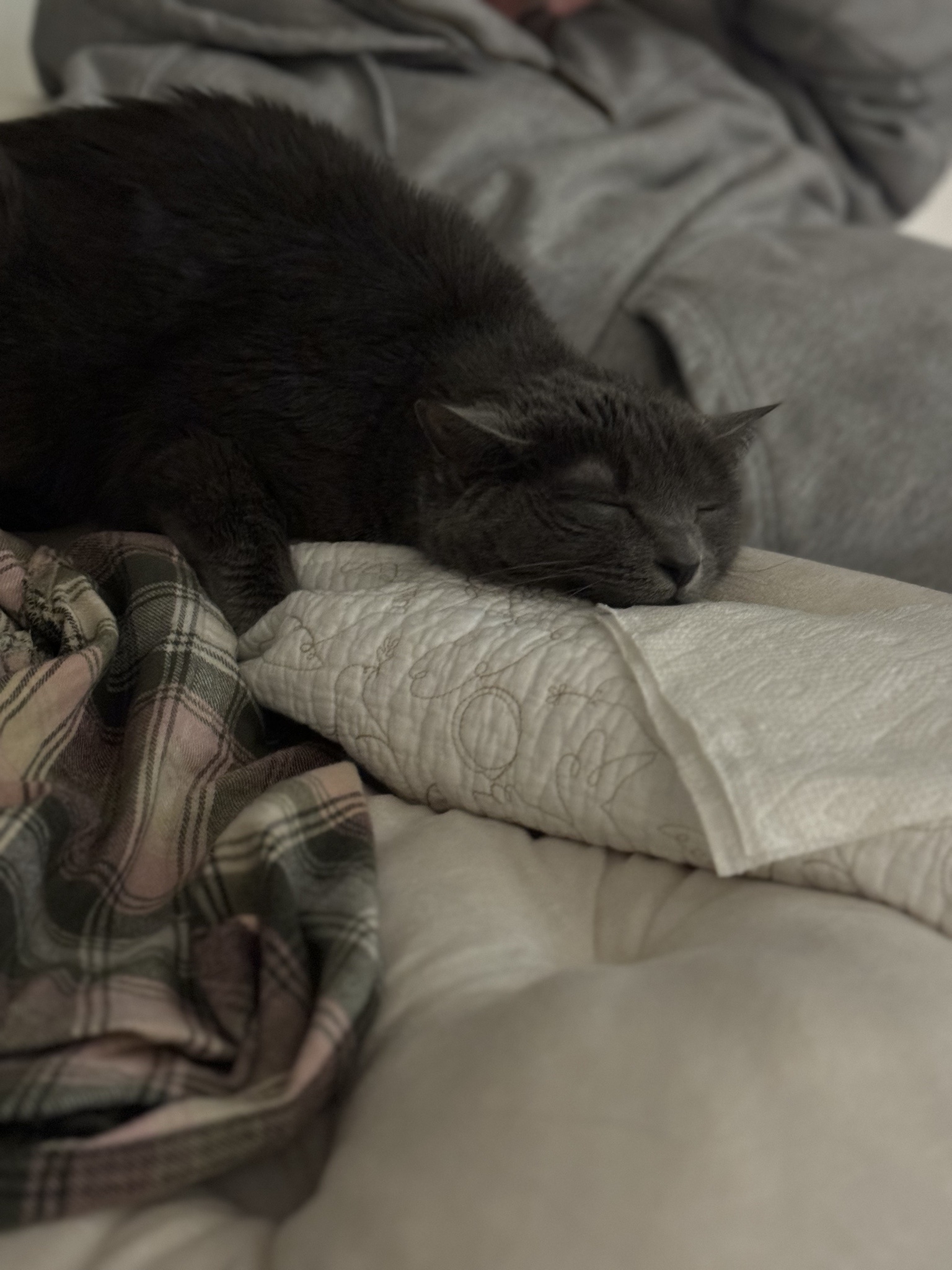 Shadow: The Dragon Who Loves to Nap