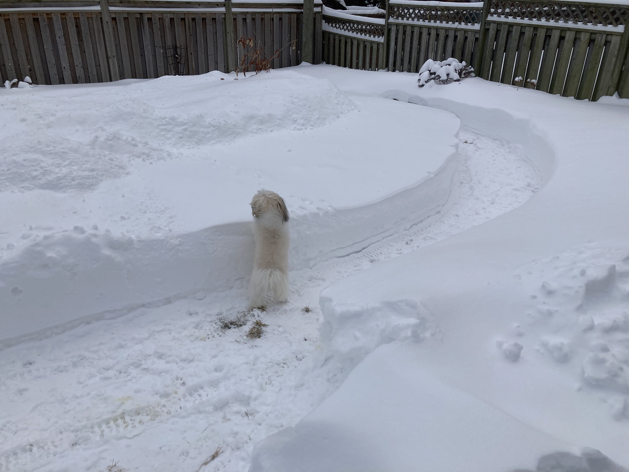 Creating a Clear Path for the Pup