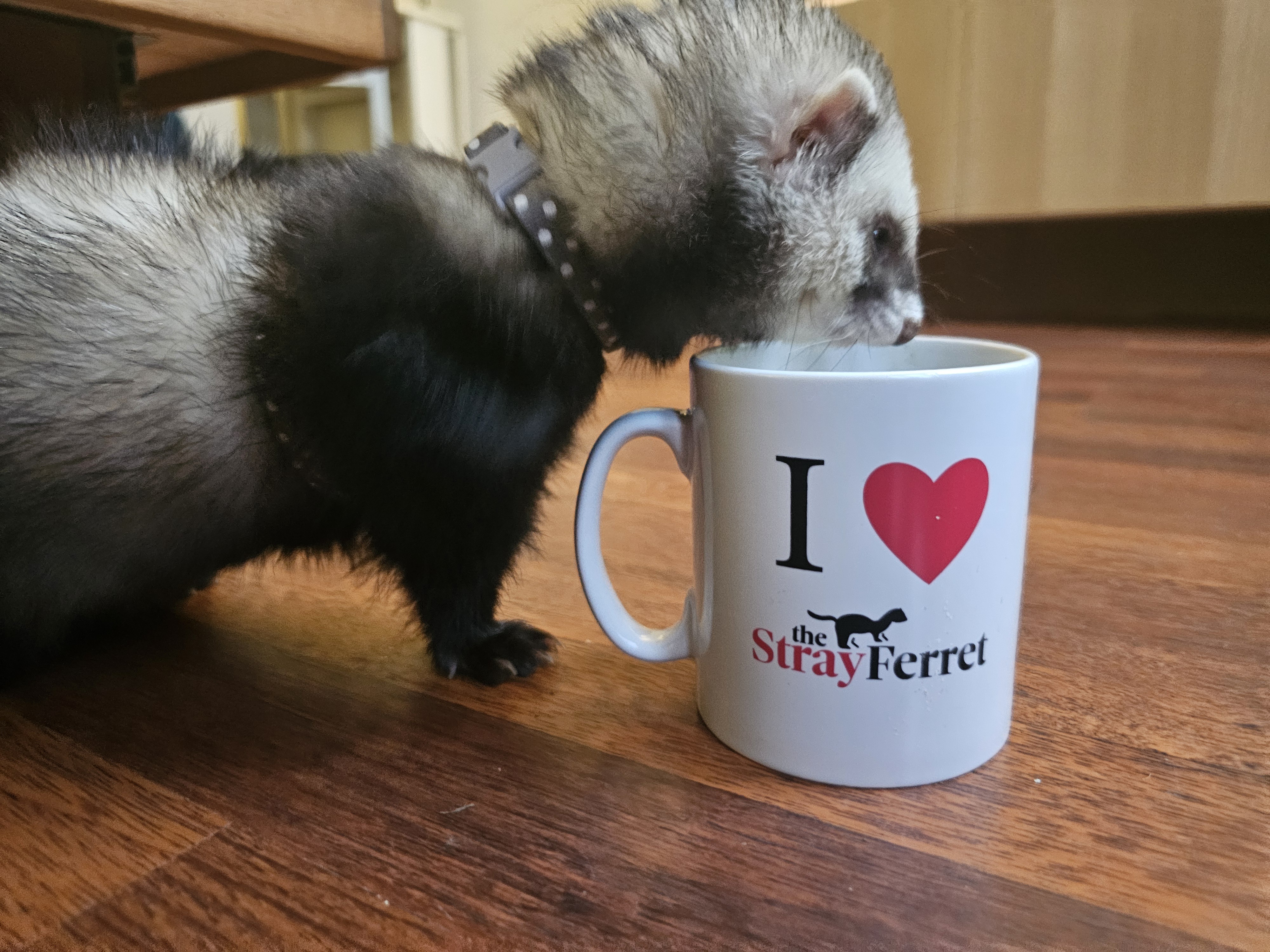 Alfred's Unique Taste: Salmon Oil from a Stray Ferret Mug?