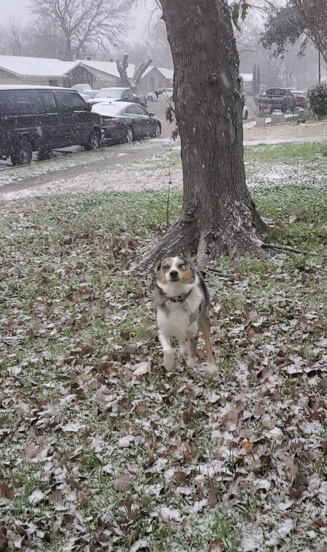 The Joy of a Happy Puppy: Pure Bliss!