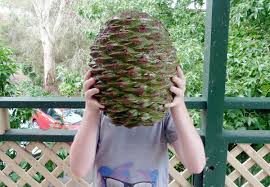 The Aussie Pine Cone: Nature's Quirky Wonder
