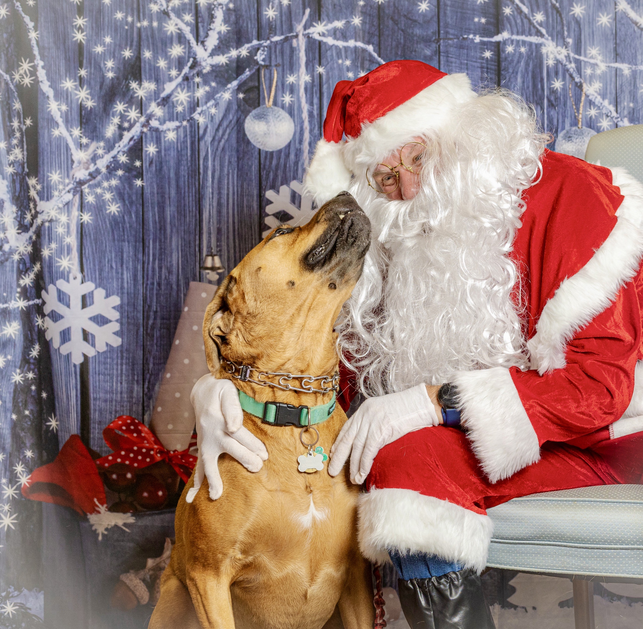 HO HO HO! It's a Merry WOOFMAS Celebration!
