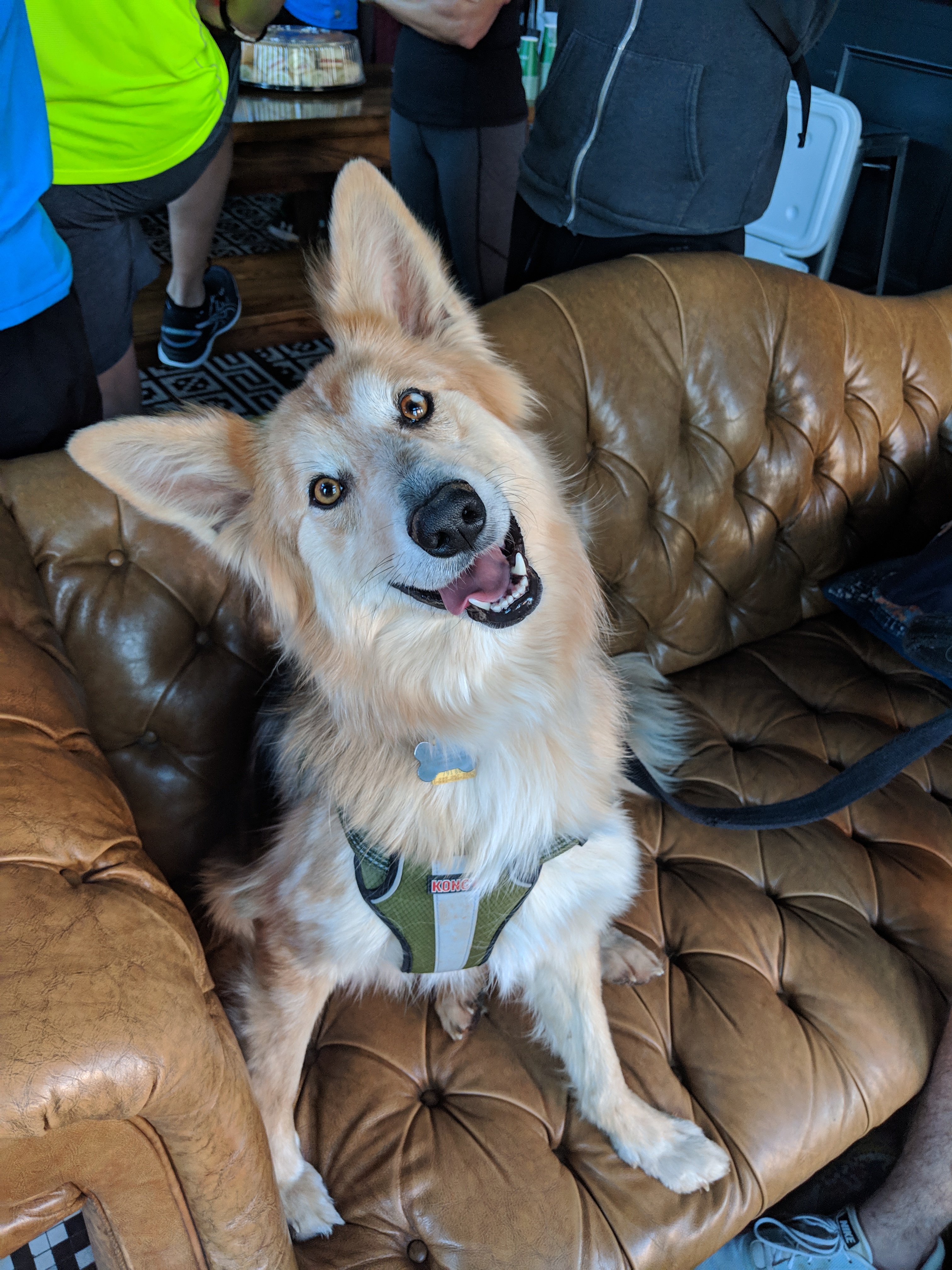 Spotted this adorable pup at Little Brother brewery in downtown Greensboro, NC