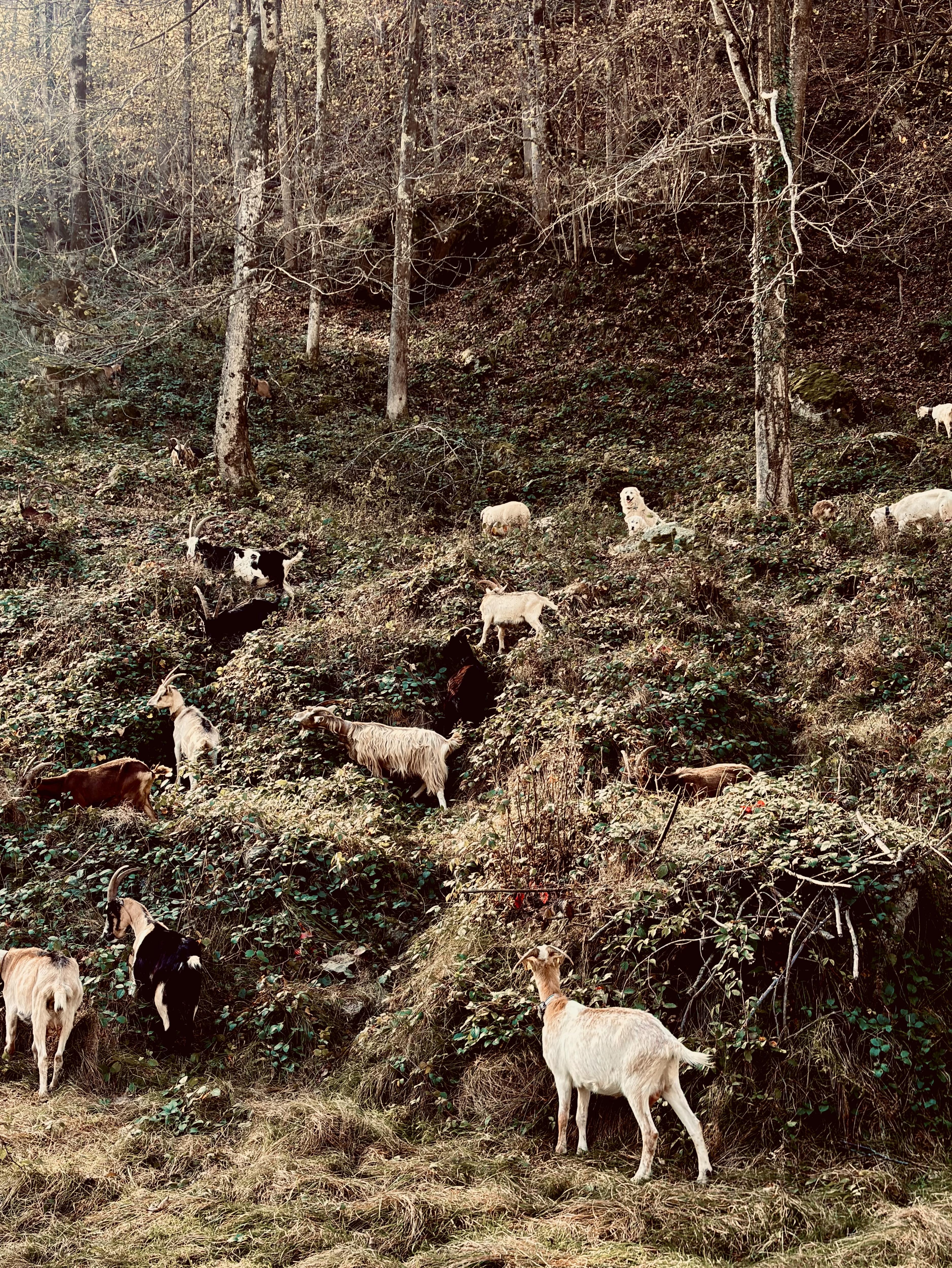 A Majestic Wall of Goats