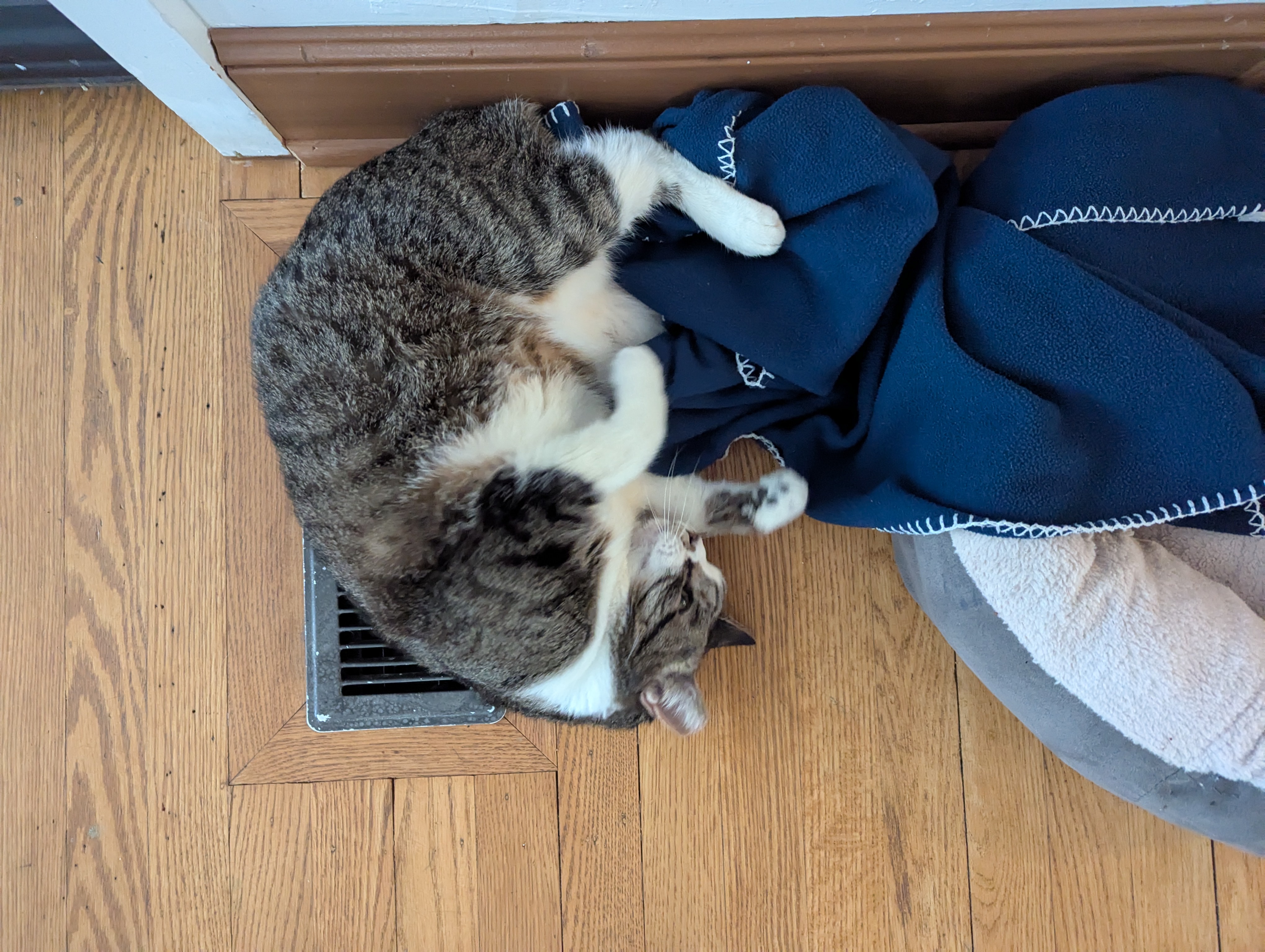 The Cat That Loves to Lounge by the Heater Vent