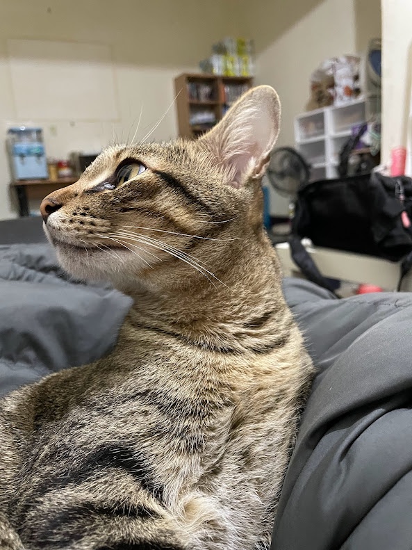 The adorable feline strikes again!