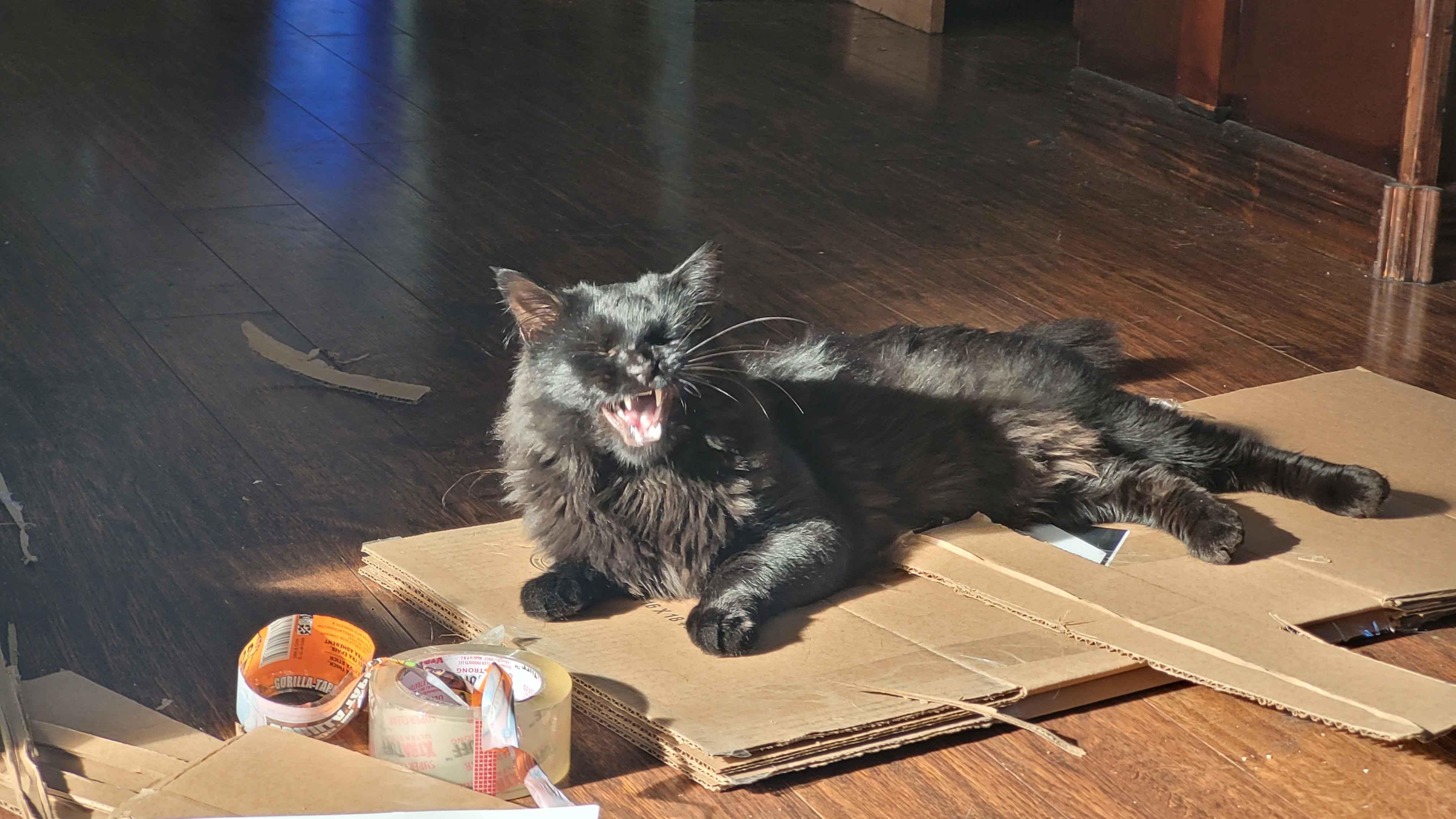 Just My Adorable Cat Being Cute
