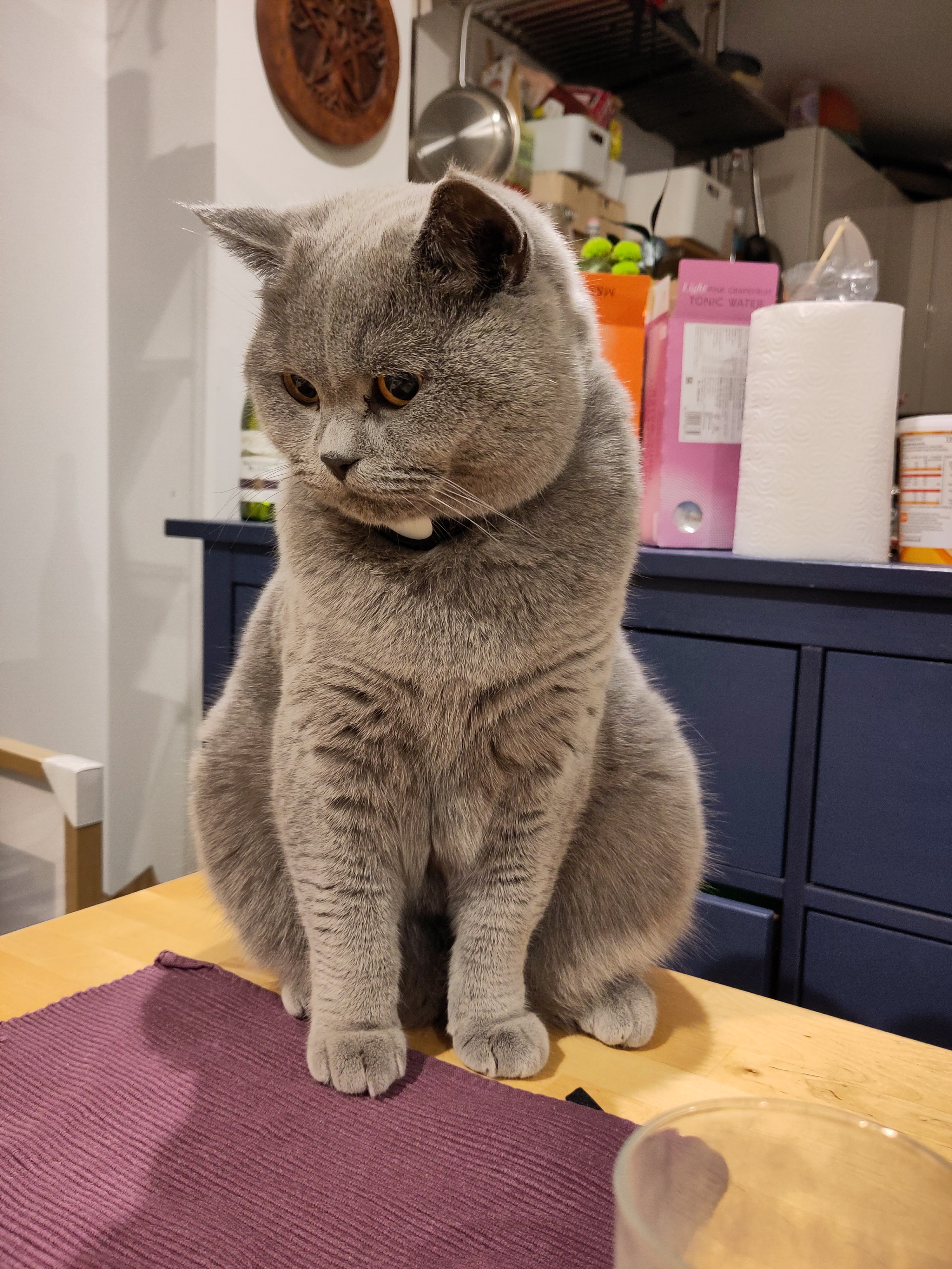 Meet my adorable British shorthair prince!