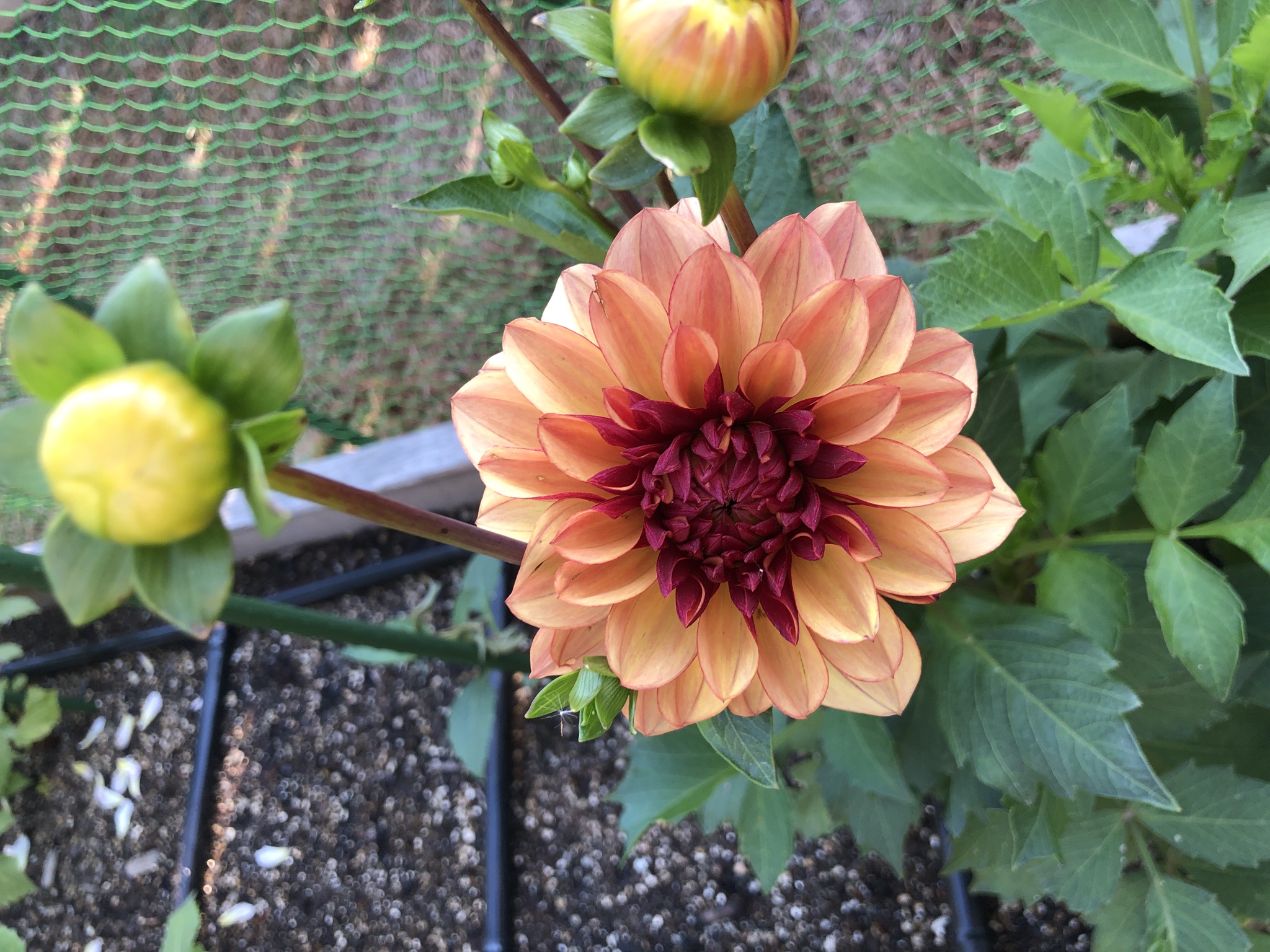 Indulging in Crème de Cognac dahlia – pure elegance!