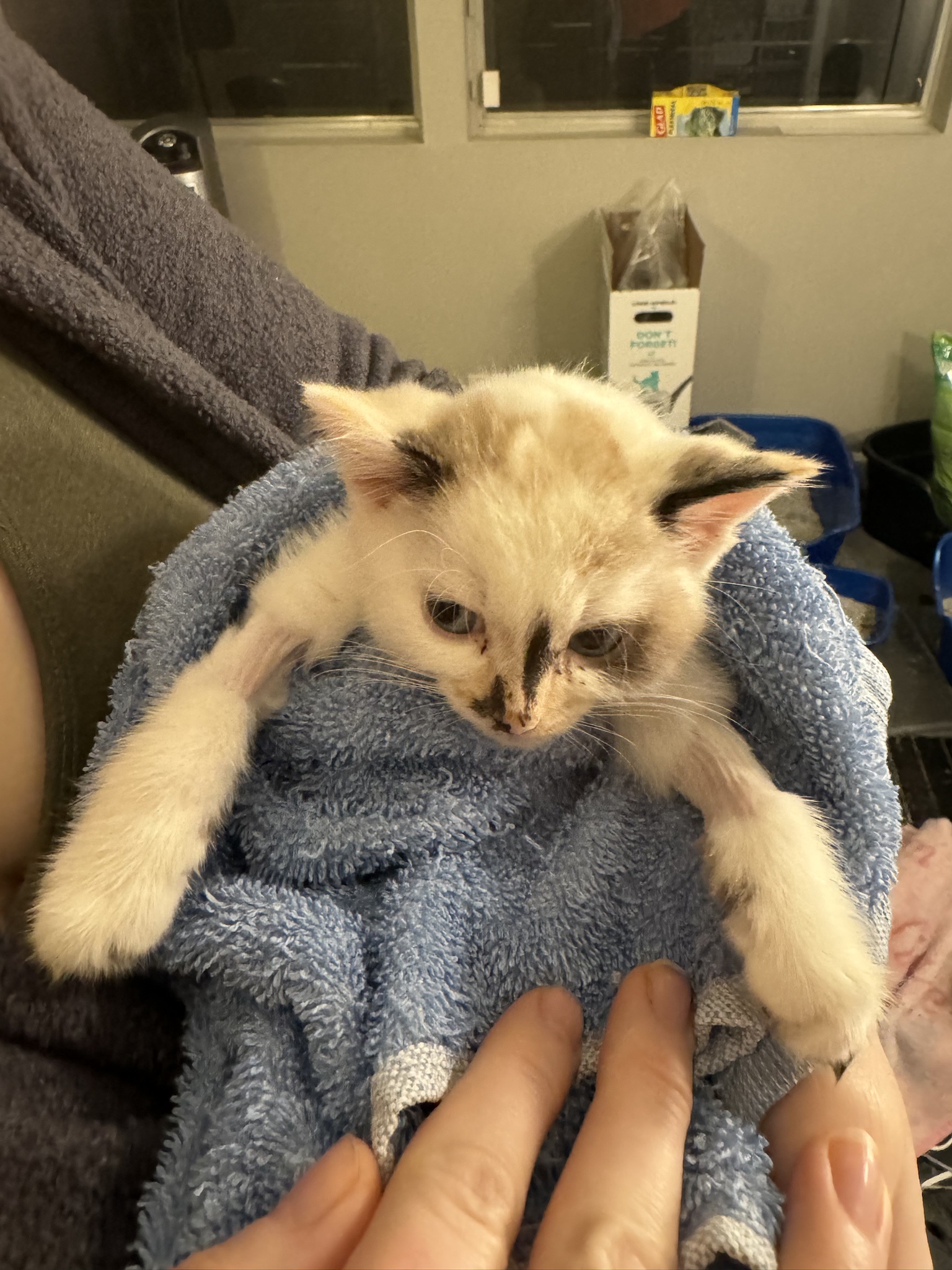 Beware of the Fierce Attack Kitten!