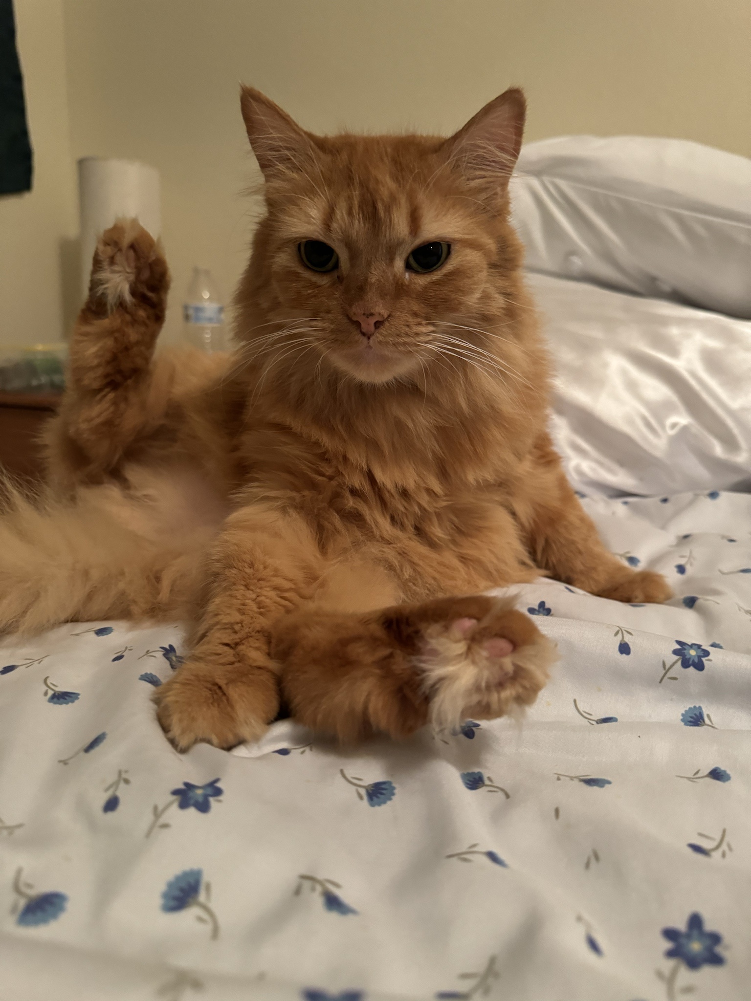 Daily dose of cuteness: Here's my cat Luma in a new photo every day!