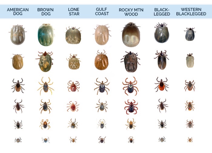 Your Essential Guide to Identifying Ticks