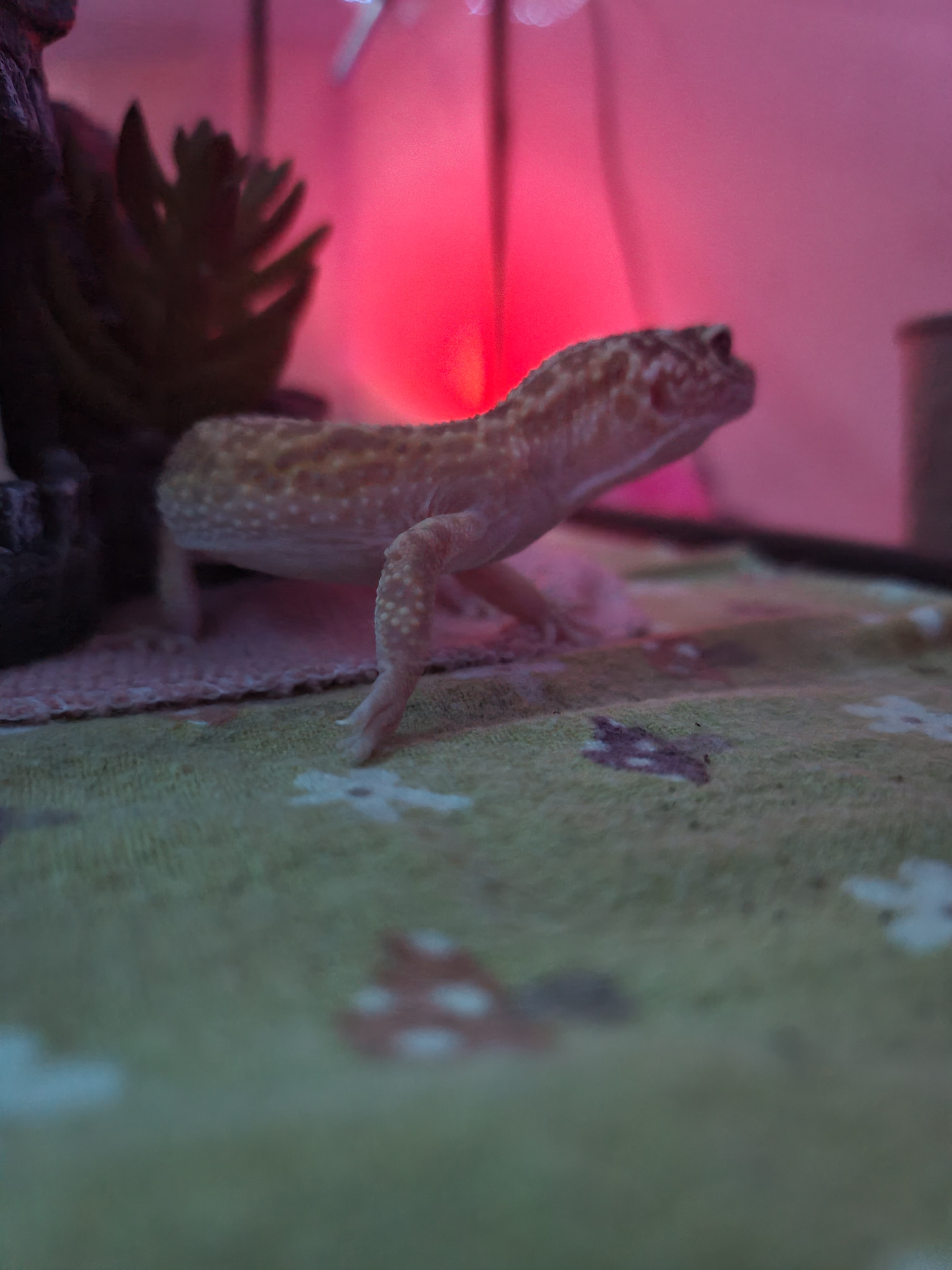 Alphys showing her sassy side while dodging my camera!