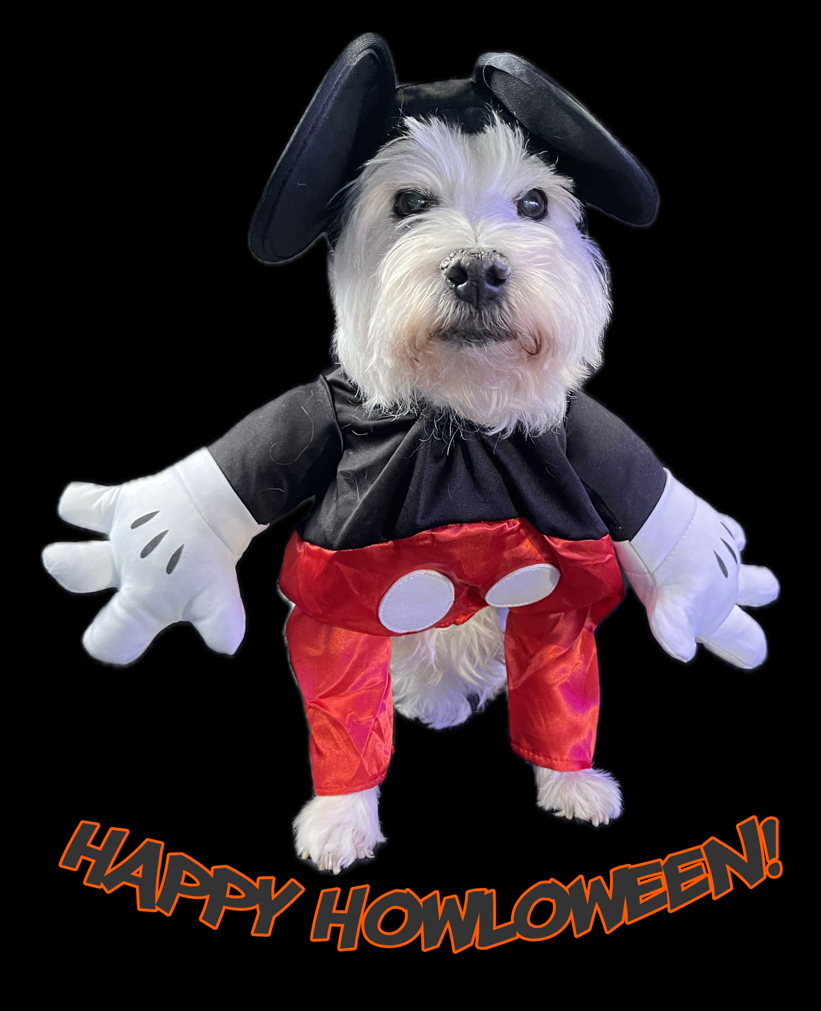 Lily Mouse Wishes You a Spooktacular Howloween! Celebrating My Beloved LB Every Day