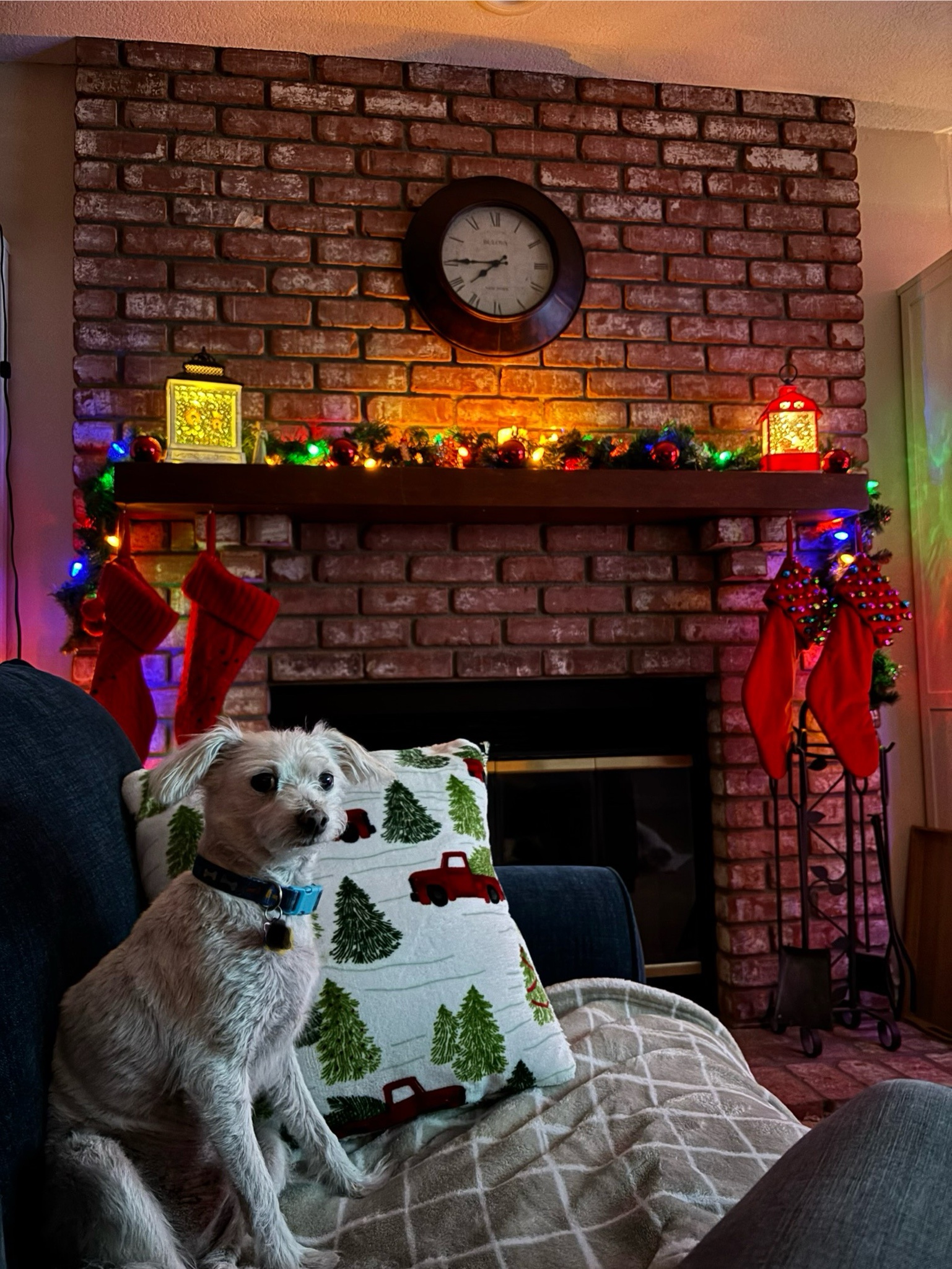 Merry Christmas from Speck! Happy Holidays to Our Quirky Community!