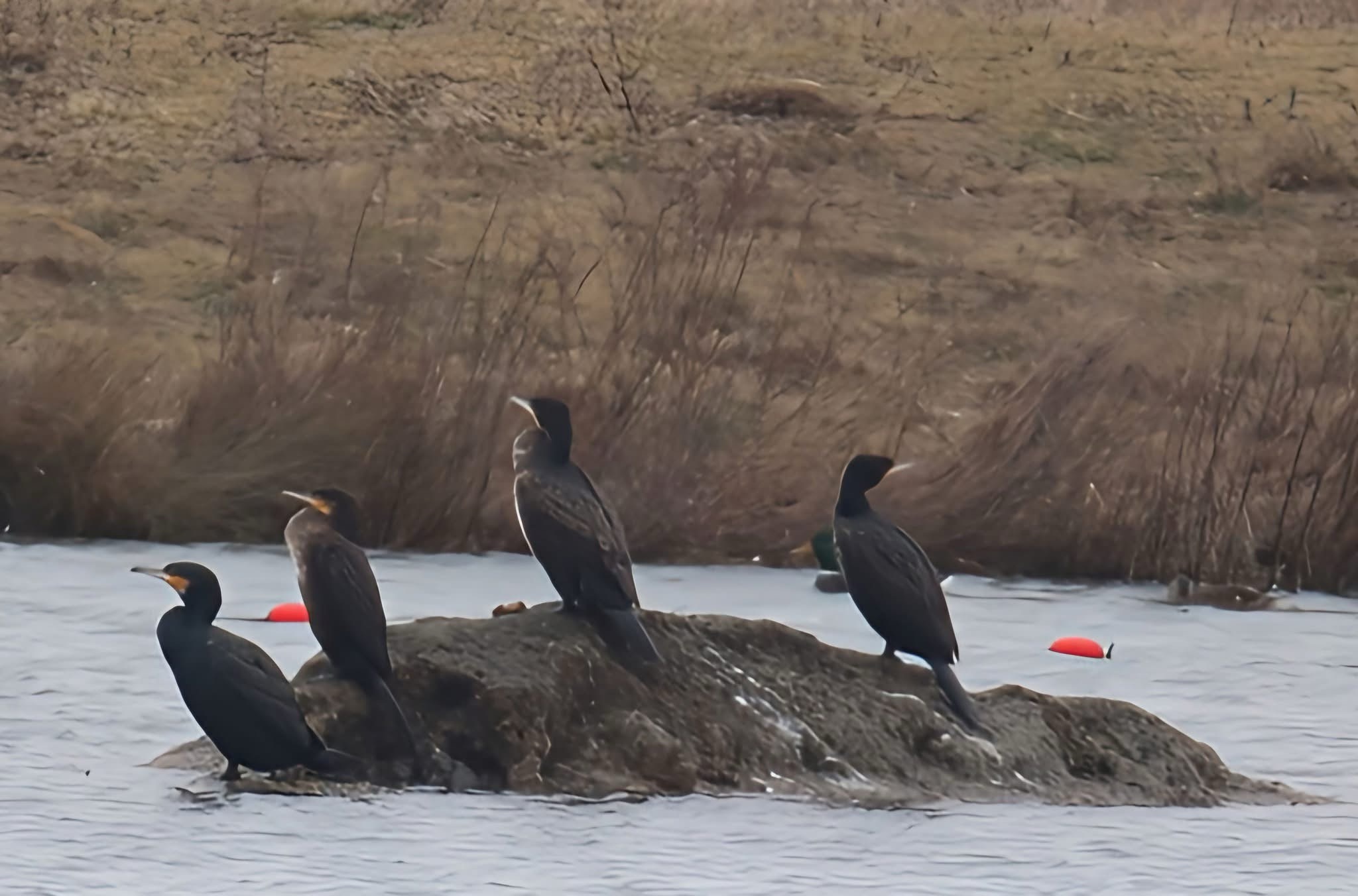 Majestic Great Cormorants in Action