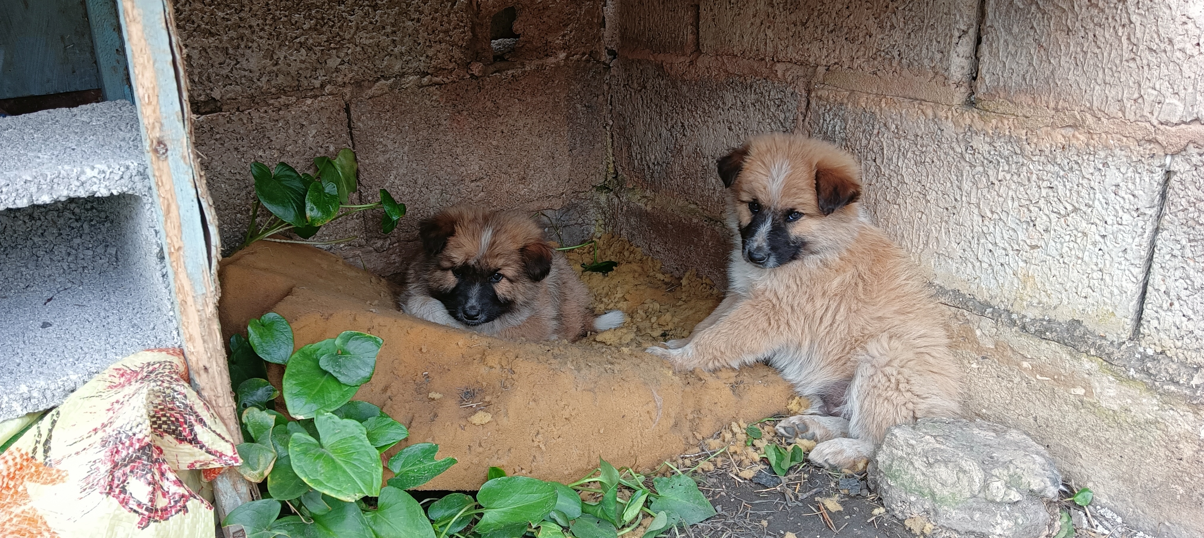 Adorable Puppies Galore!