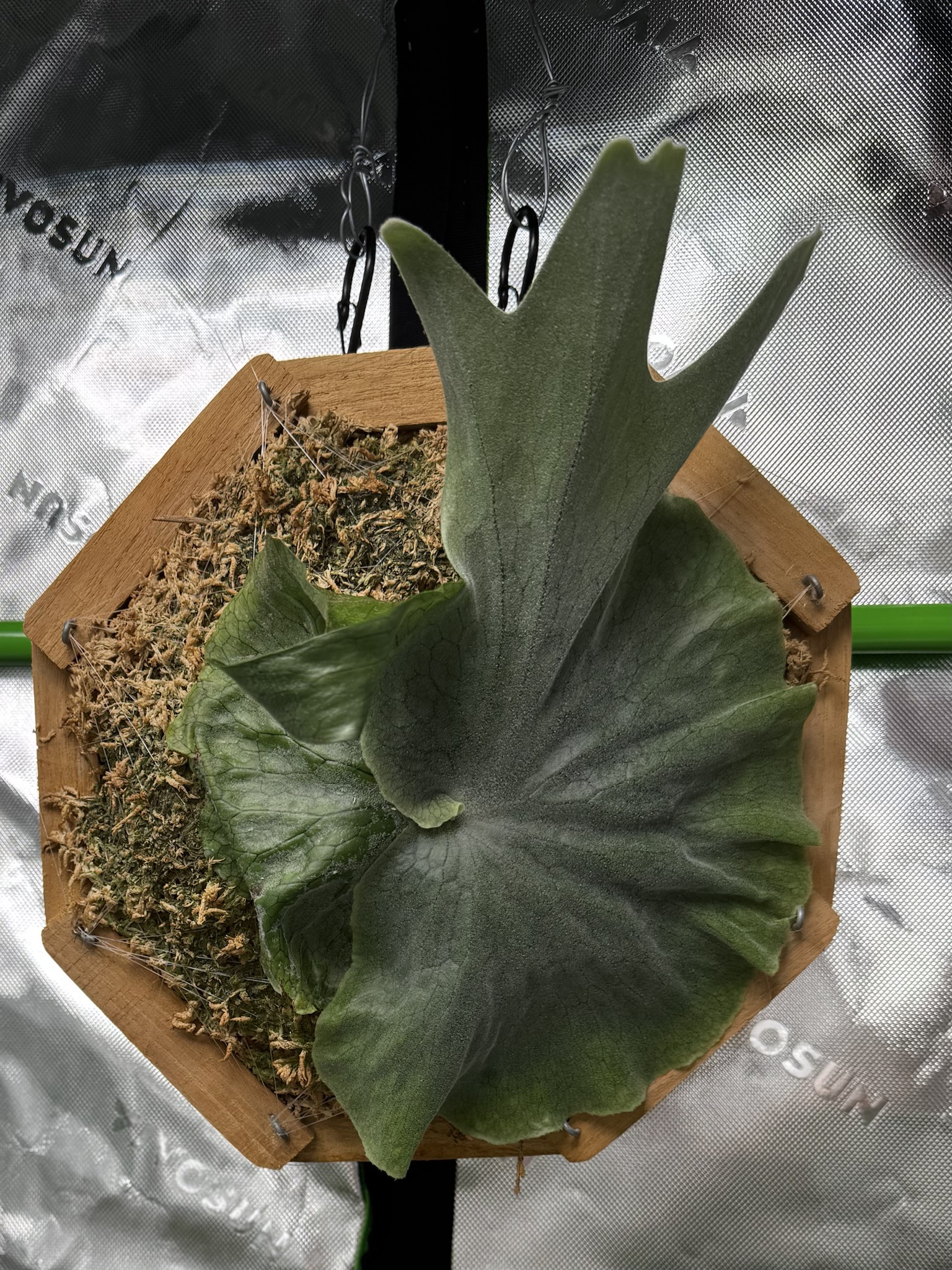 The Majestic Platycerum Superbum: Nature's Marvel