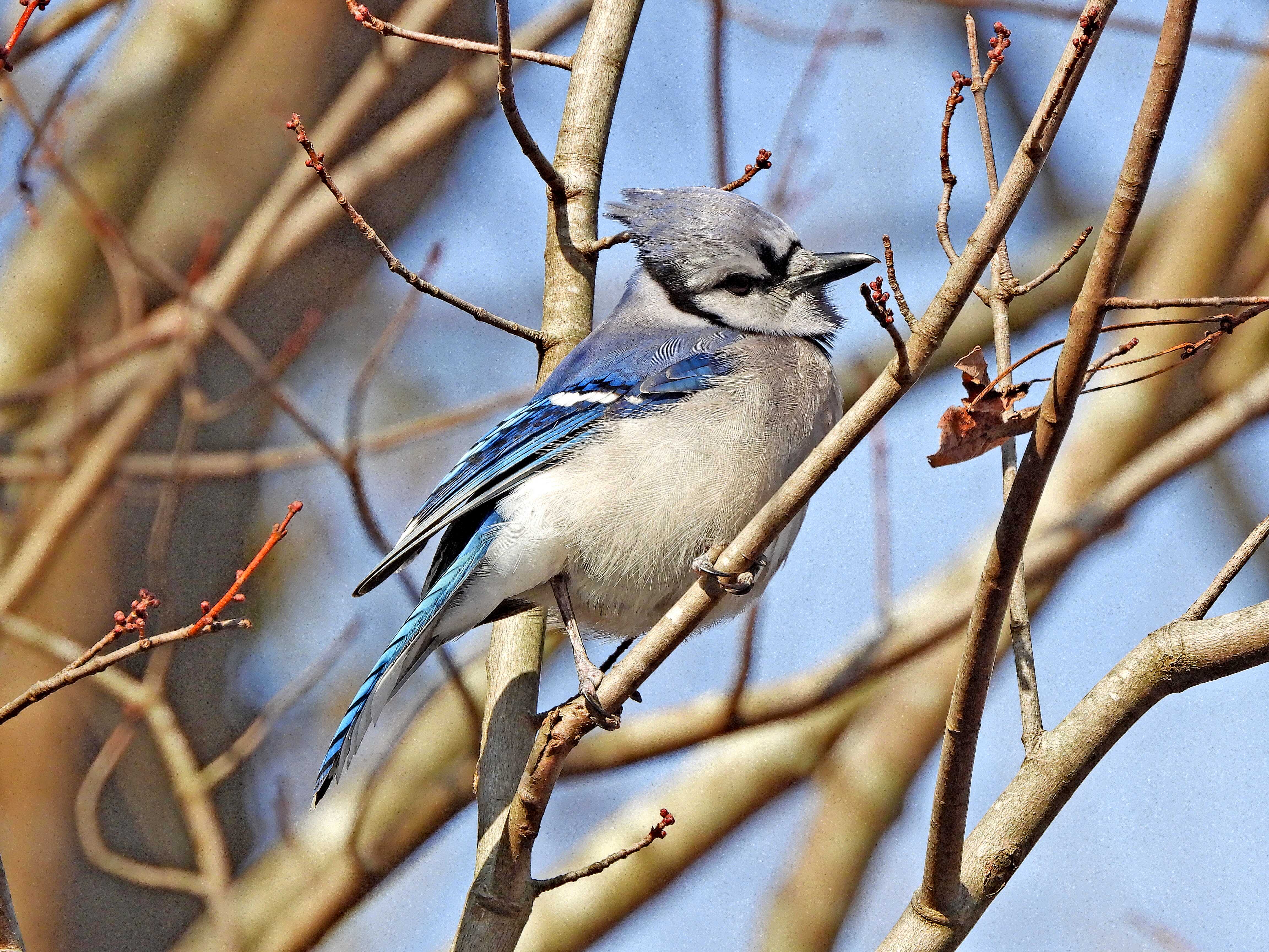 Unexpected Sightings: Random Birds in Summerville, SC